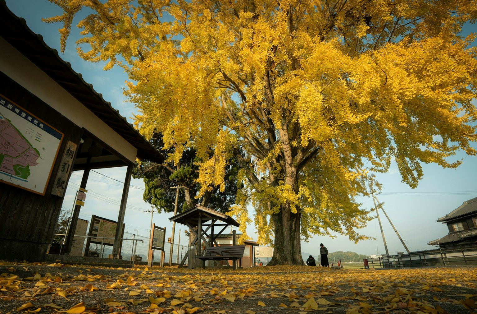 美しい黄色のイチョウの木がある風景と落ち葉