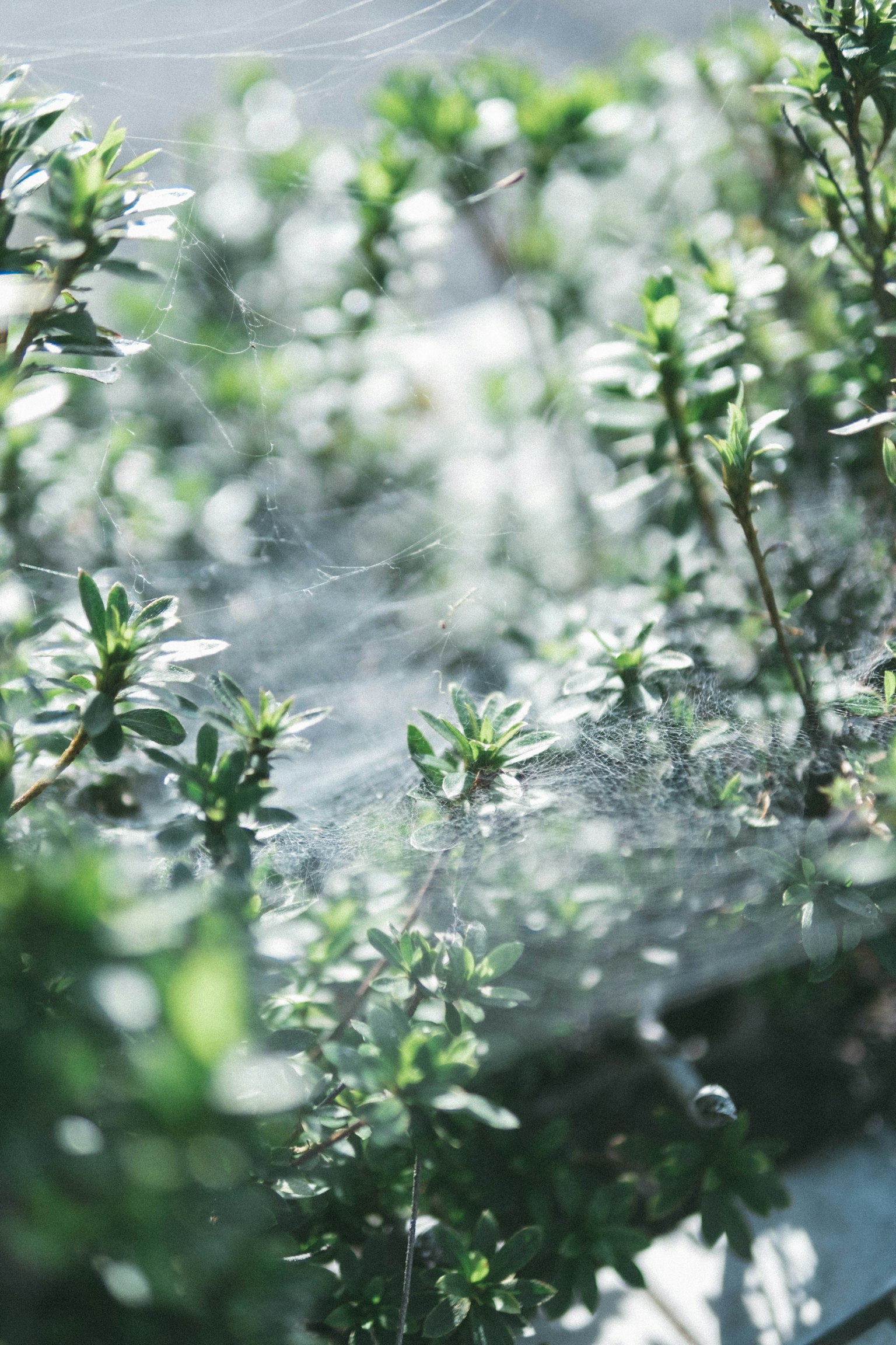綠色植物間的蜘蛛網照片