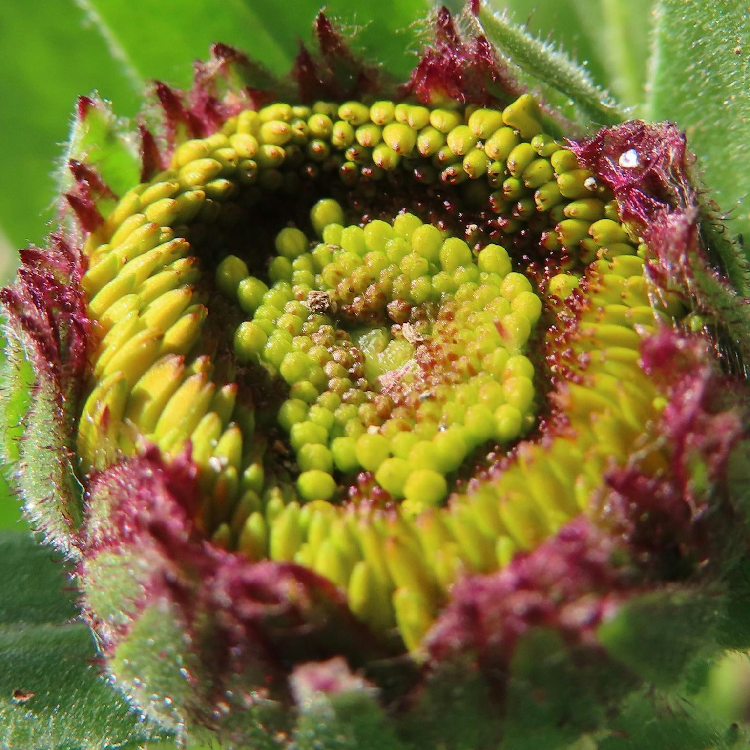 A green flower bud surrounded by reddish-purple leaves