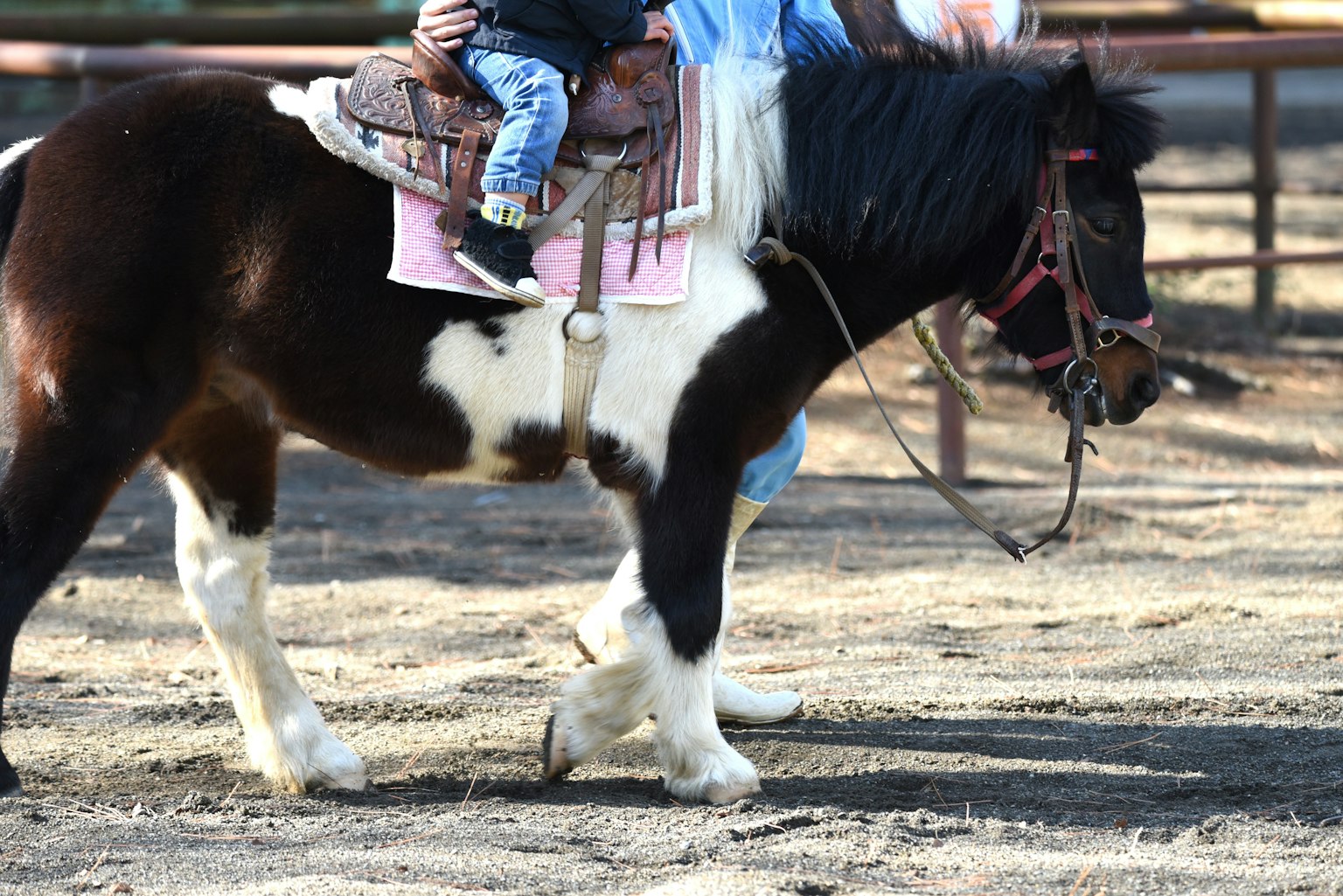 Ein Kind reitet auf einem schwarz-weißen Pony, das geht