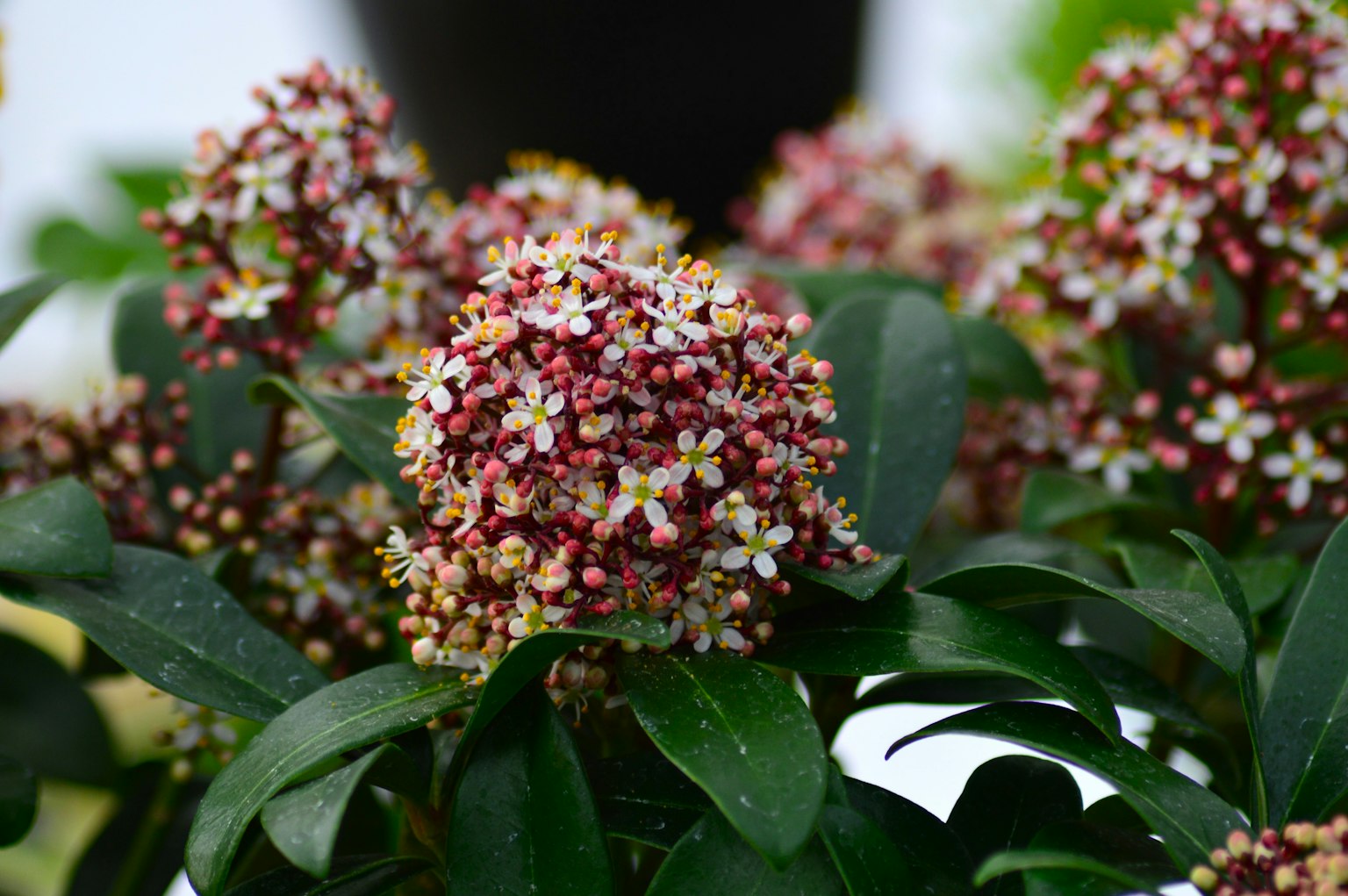 Primo piano di una bella pianta con grappoli di fiori rossi e bianchi