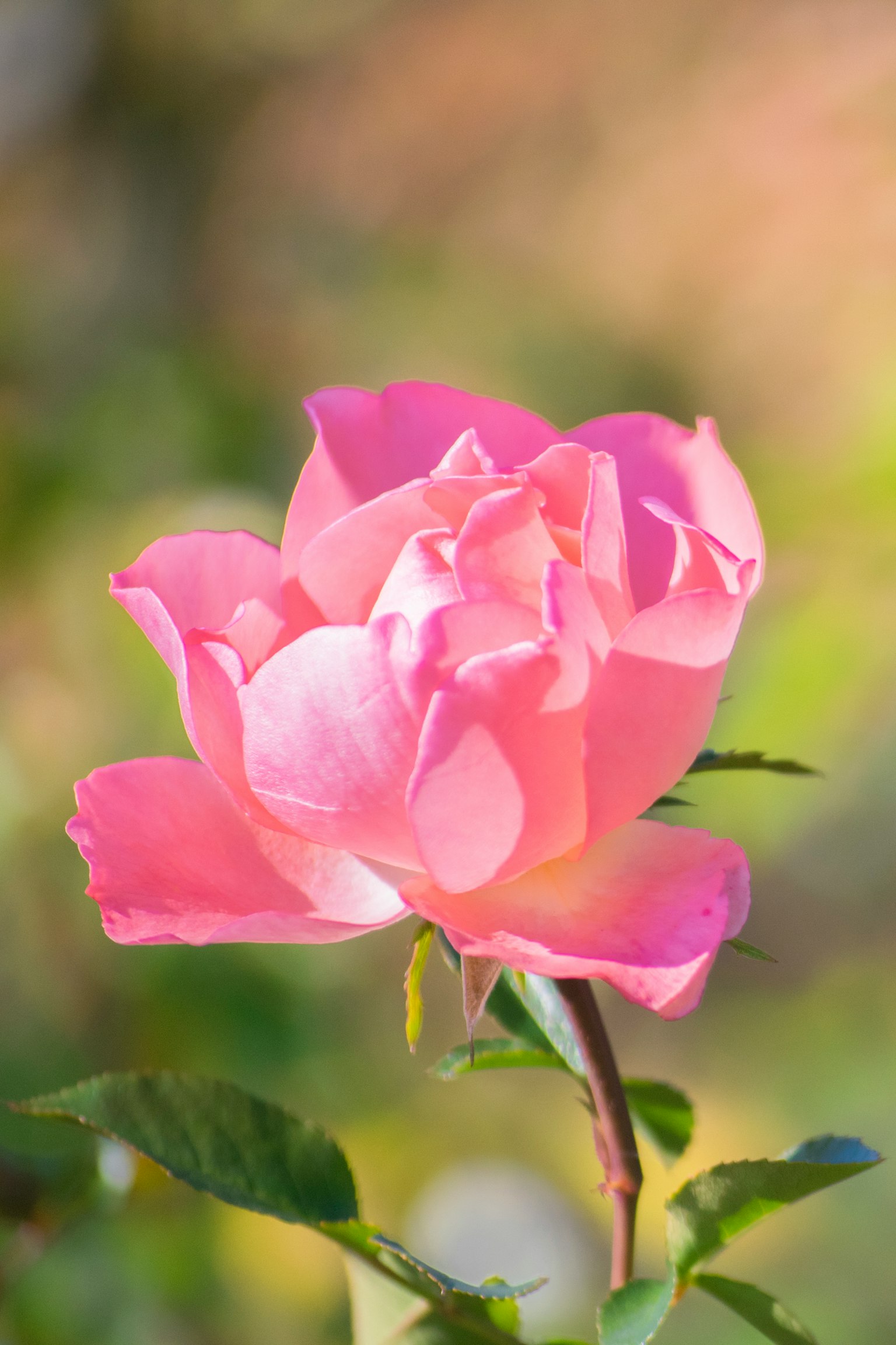 Une fleur de rose rose tendre fleurissant avec un arrière-plan flou