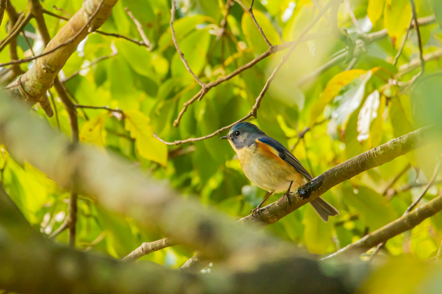 Un piccolo uccello con piume blu e pancia arancione appollaiato tra foglie verdi