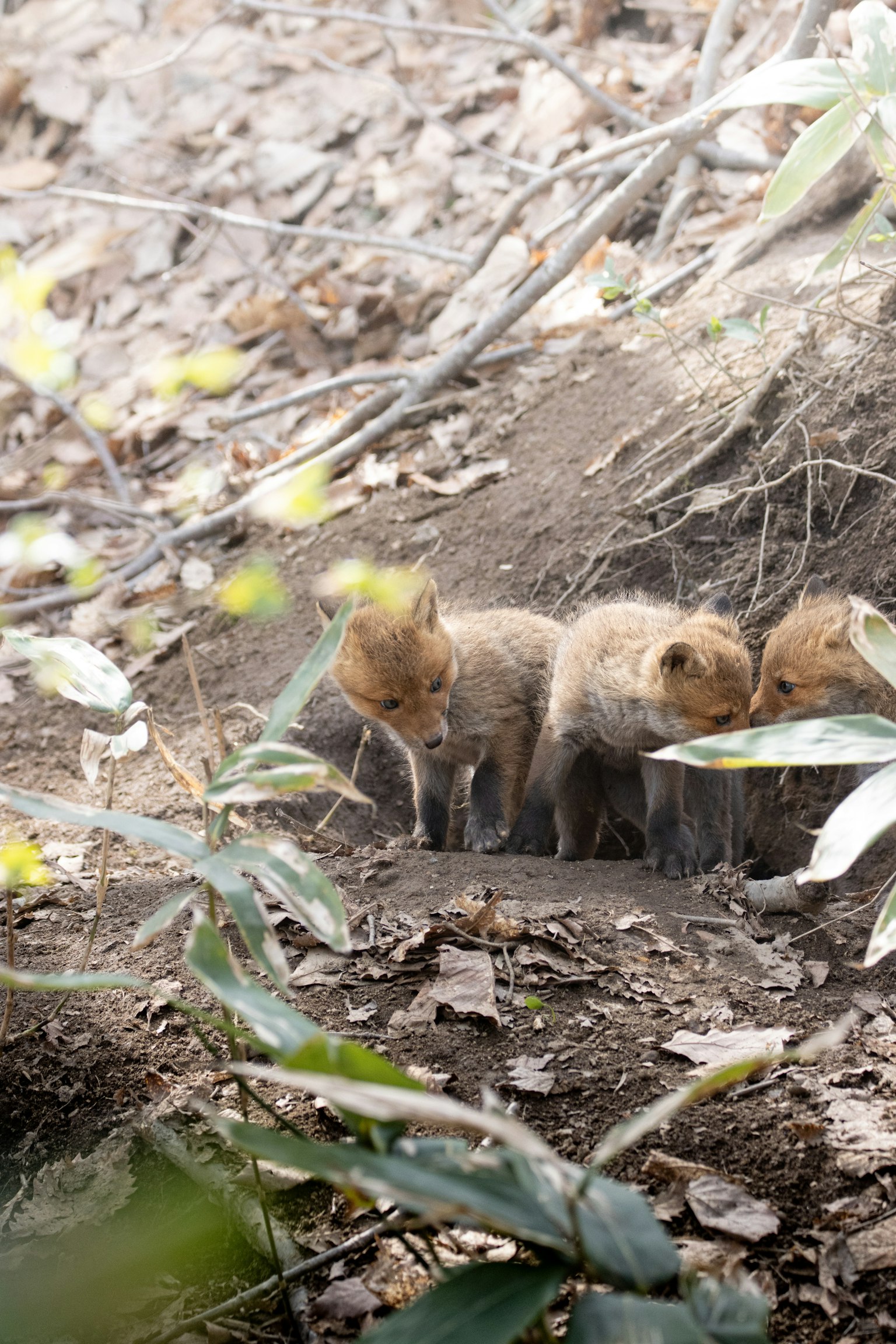 Tre cuccioli di volpe vicino alla loro tana in un ambiente naturale