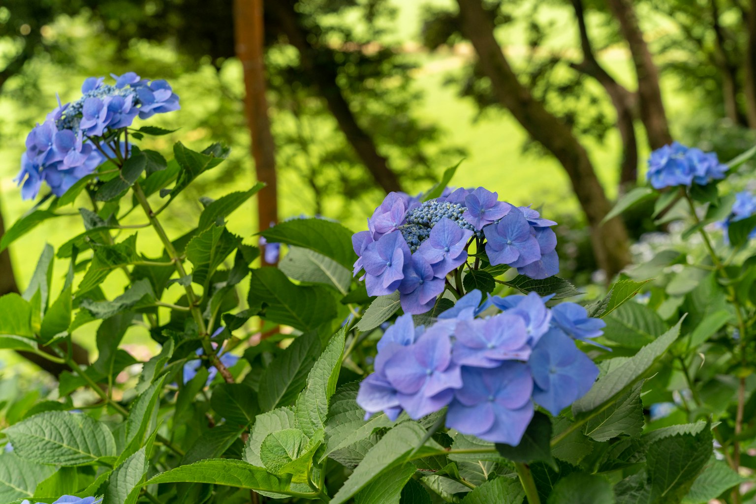 Fiori di ortensia blu vivace che fioriscono in un giardino