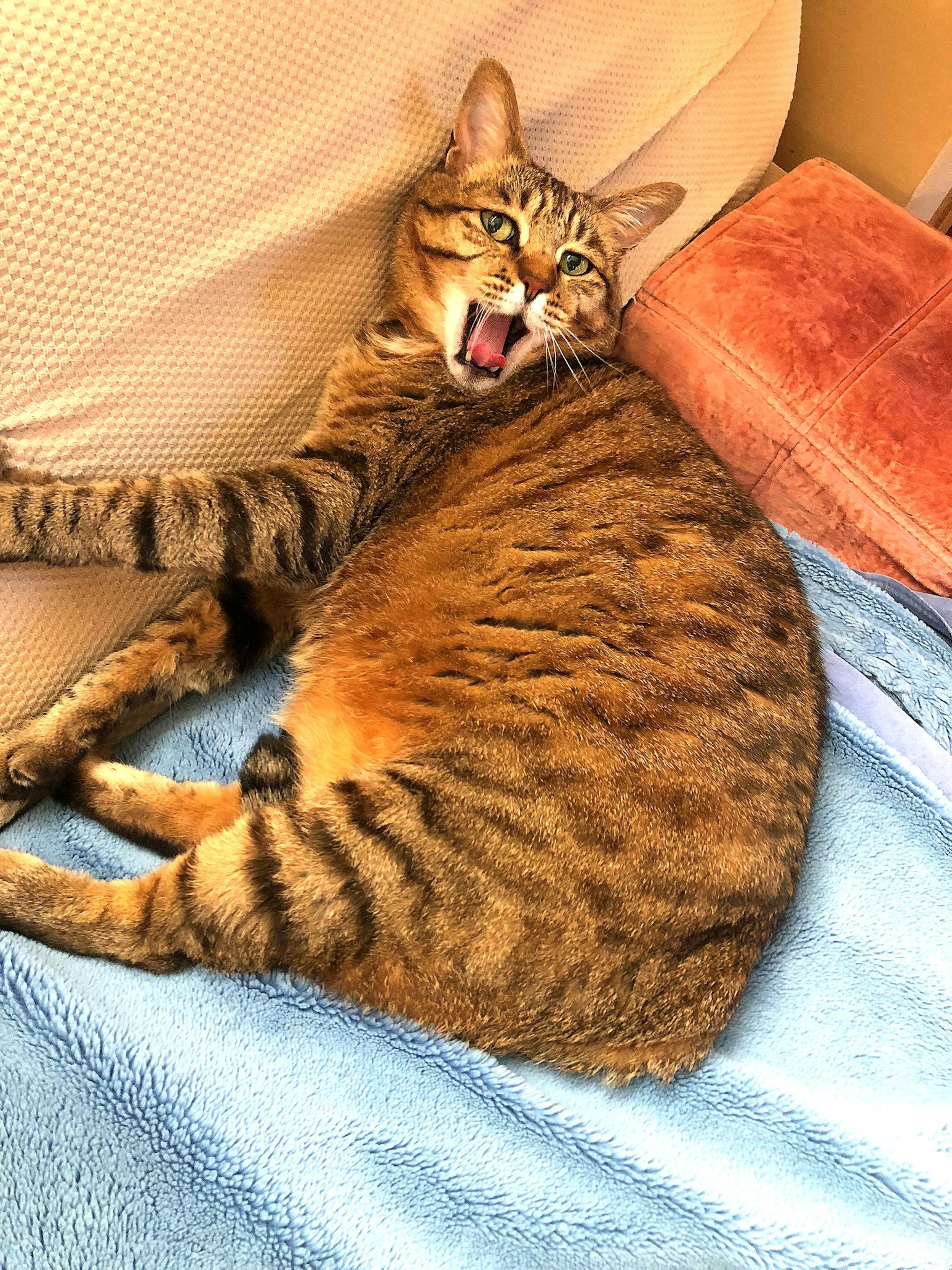 Kucing belang cokelat menguap sambil berbaring di atas selimut biru