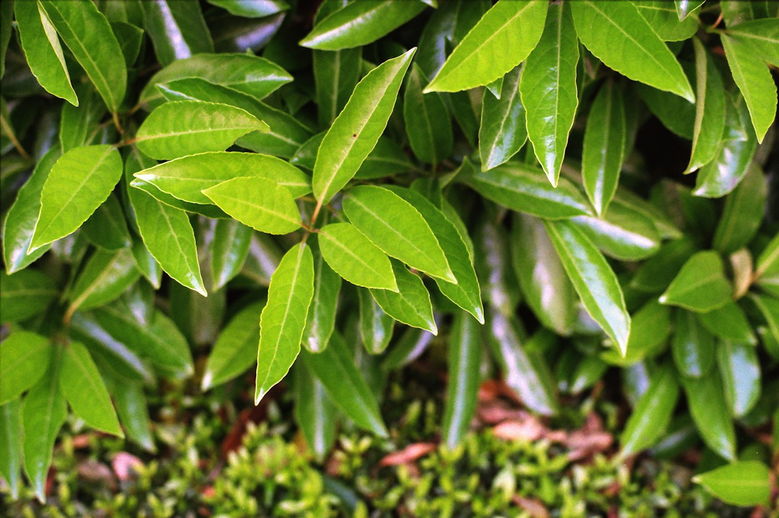 Gros plan sur des feuilles vertes luxuriantes d'une plante