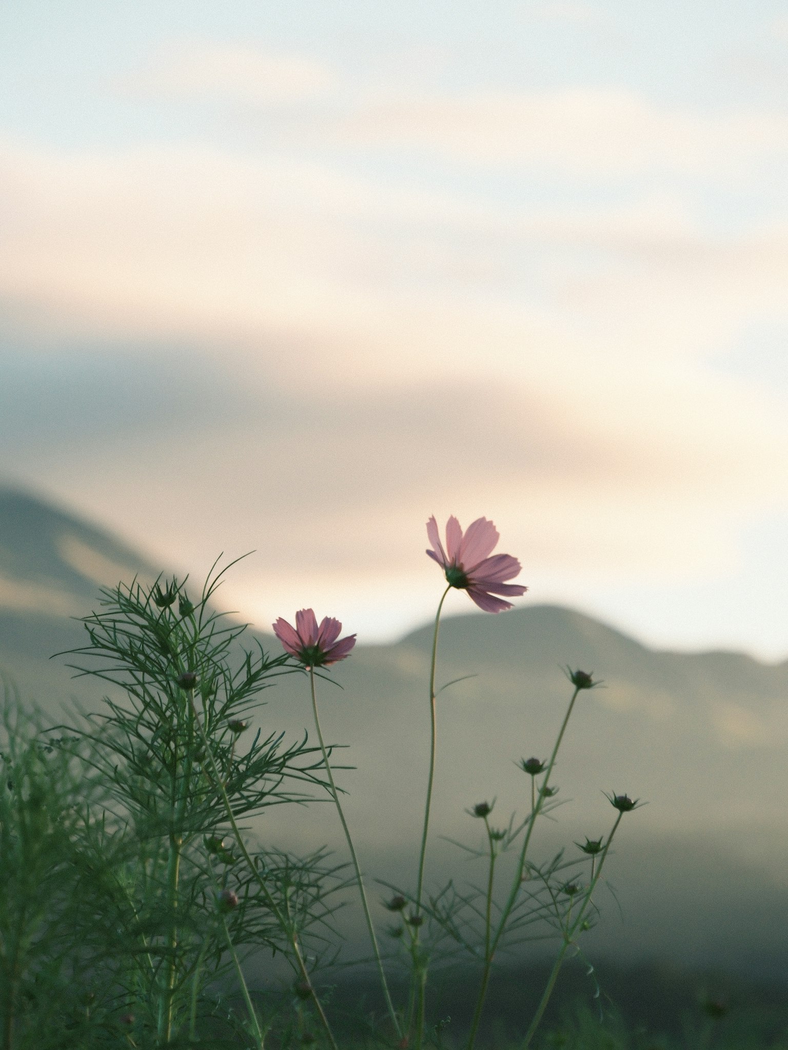 山々を背景にしたピンクの花が咲いている風景