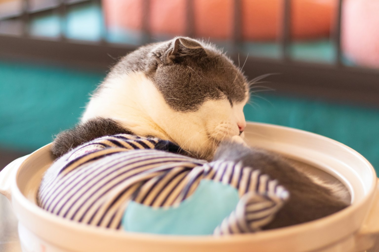 Un gatto che dorme con un vestito a righe