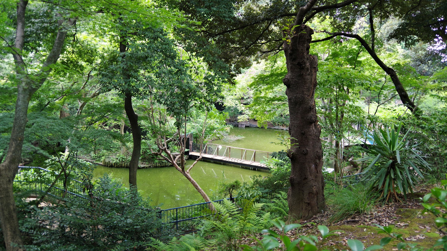 Üppige grüne Waldszene mit einer kleinen Brücke über einen Teich