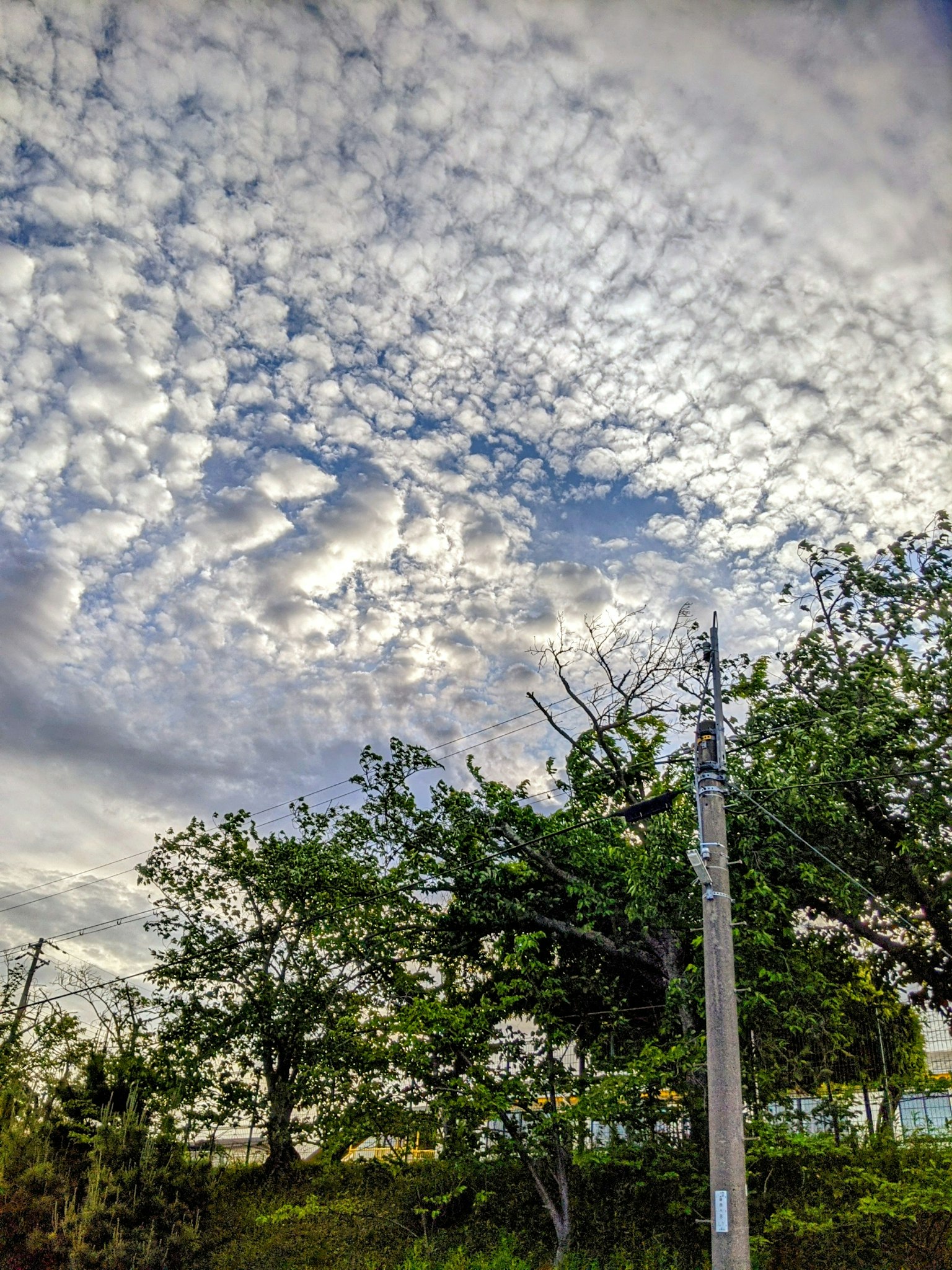 藍天與雲朵圖案和綠色樹木的風景