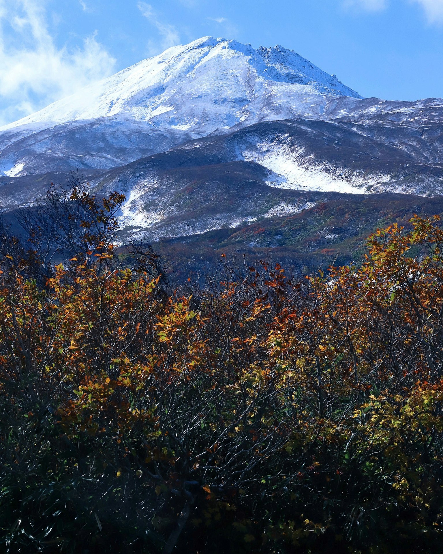 Montagna innevata sullo sfondo con fogliame colorato in primo piano