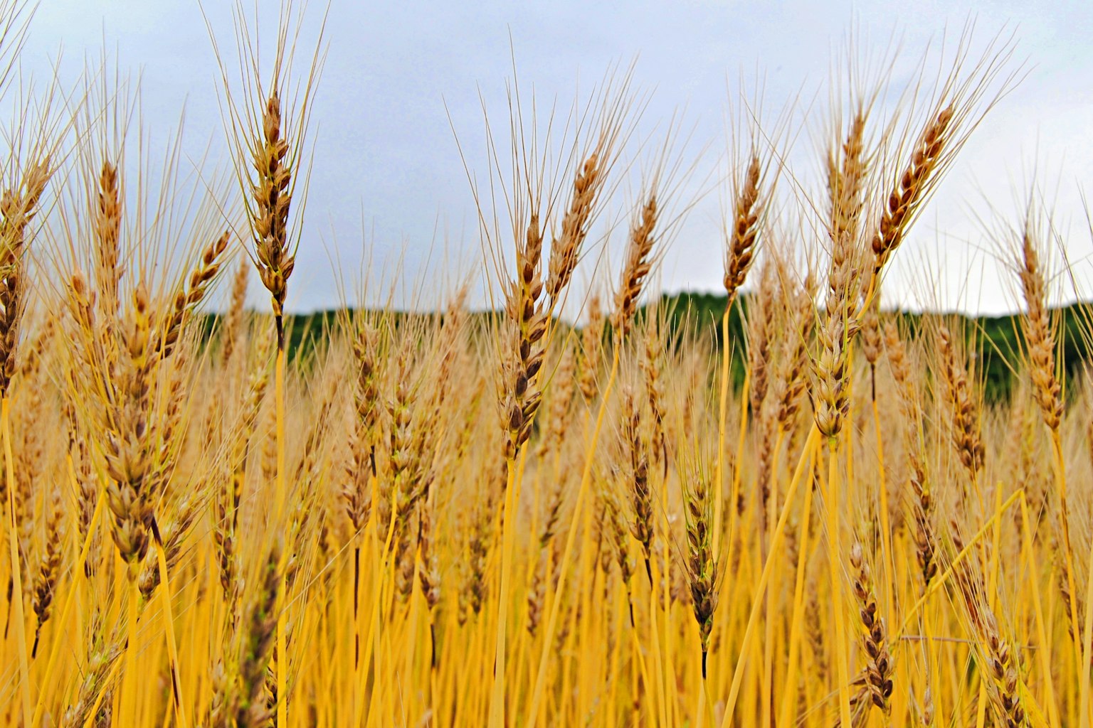 Goldene Weizenhalme, die im Wind schwanken