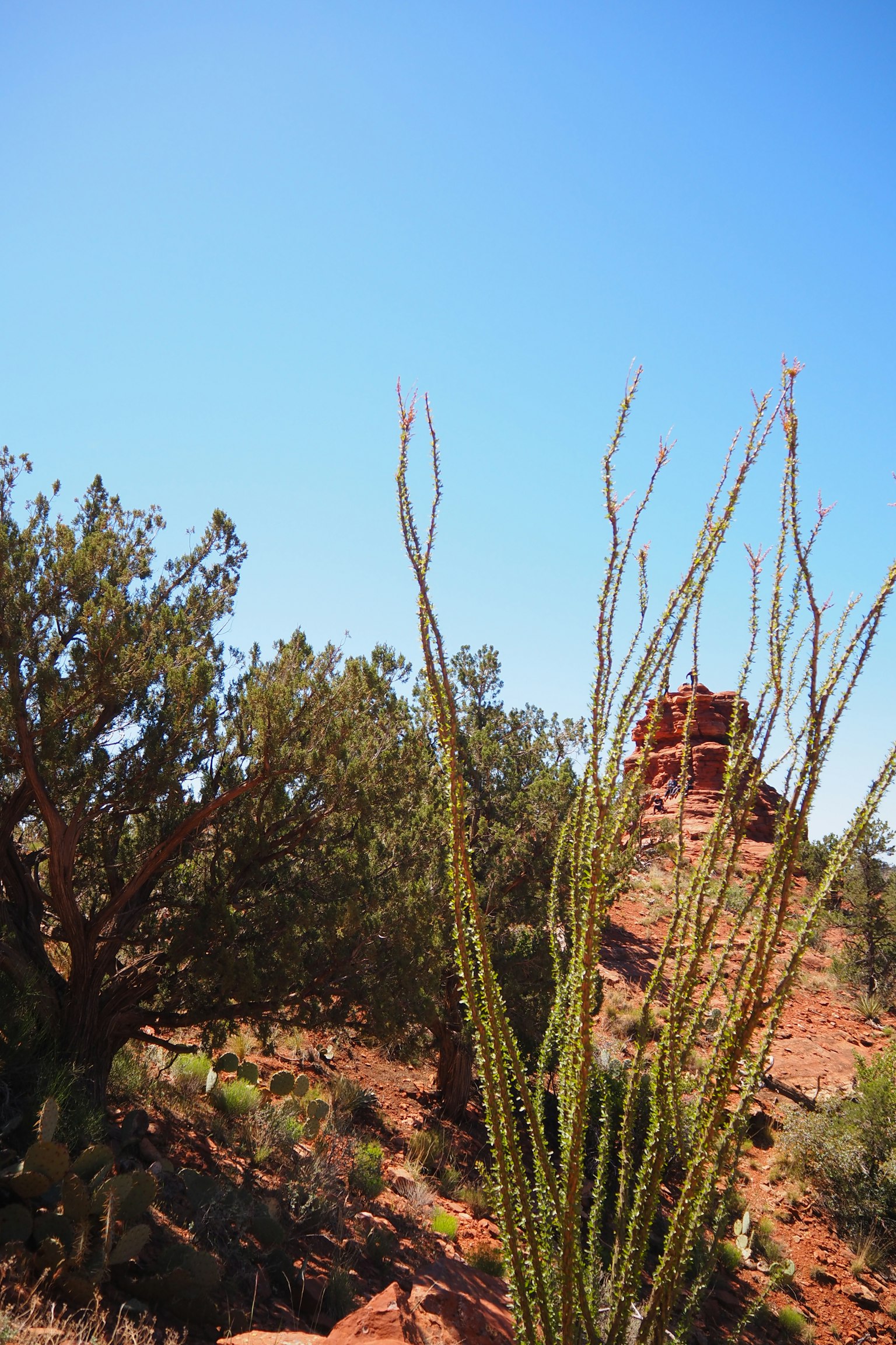 Paesaggio desertico con piante di ocotillo e una formazione rocciosa in lontananza sotto un cielo blu