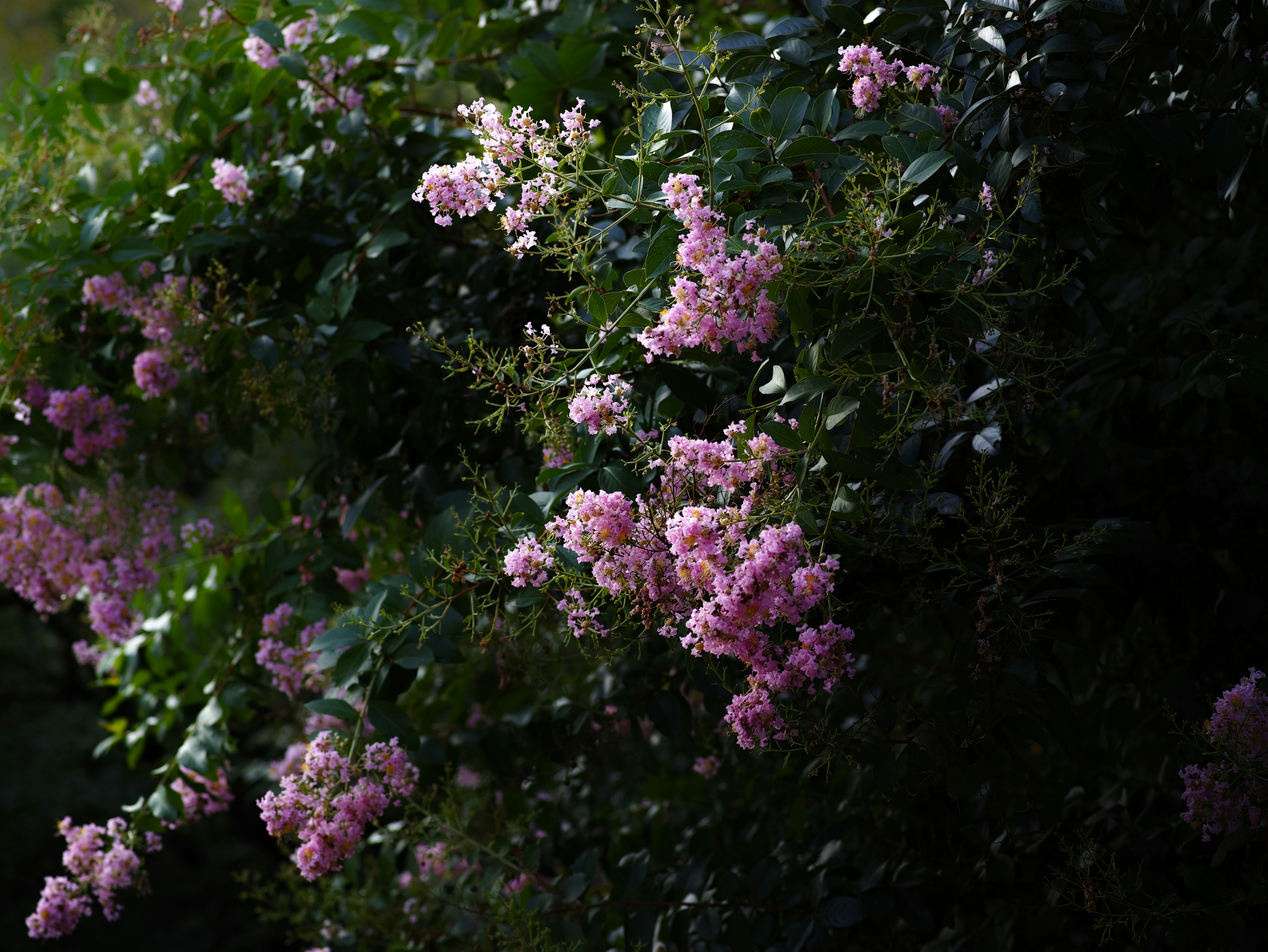 花と緑の茂みに咲くピンクの花々