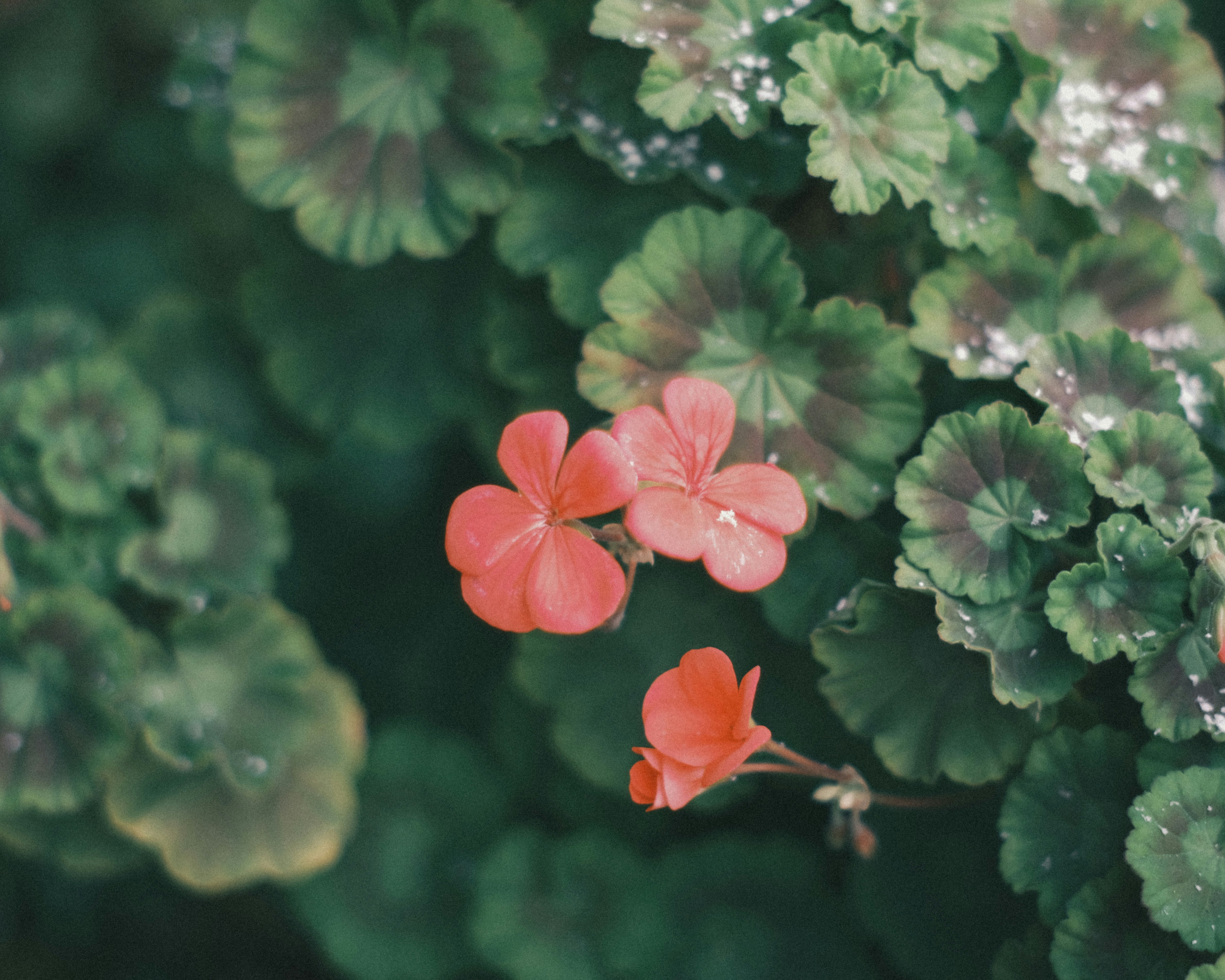 雨上がりの葉の間に咲くピンクの花