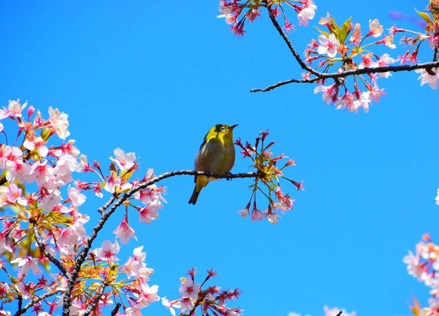 青空に映える桜の枝とメジロ