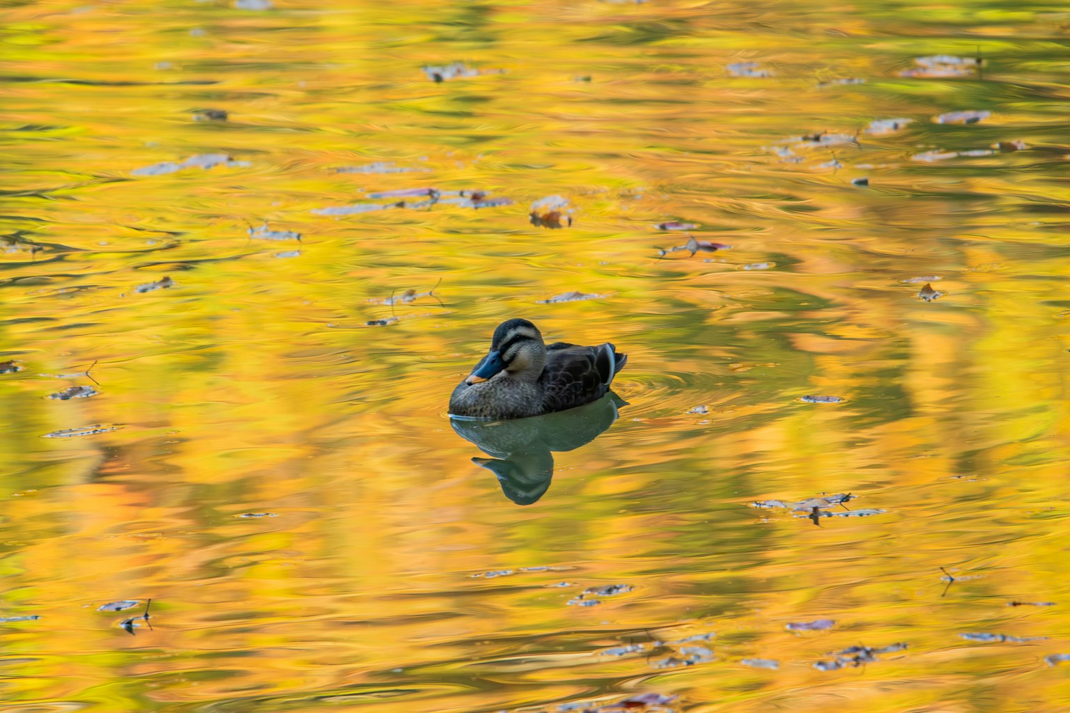 Canard flottant sur l'eau avec des feuilles d'automne jaunes vibrantes