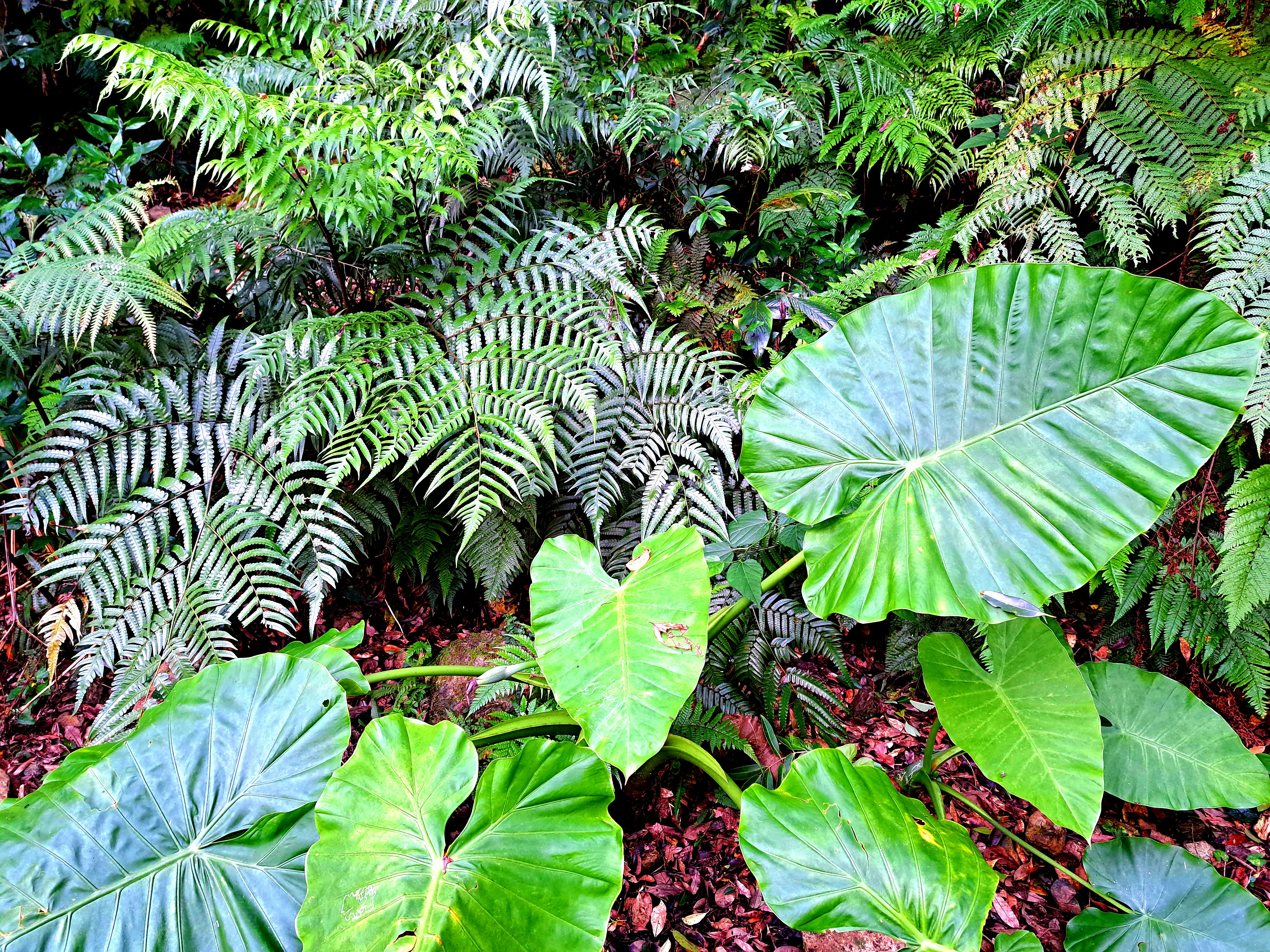 Dense tropical foliage featuring large green leaves and ferns