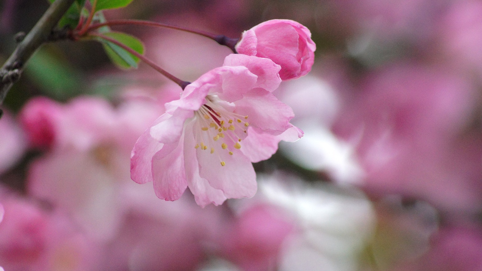 Immagine di fiori di ciliegio in fiore con petali rosa morbidi e gemme in bocciolo