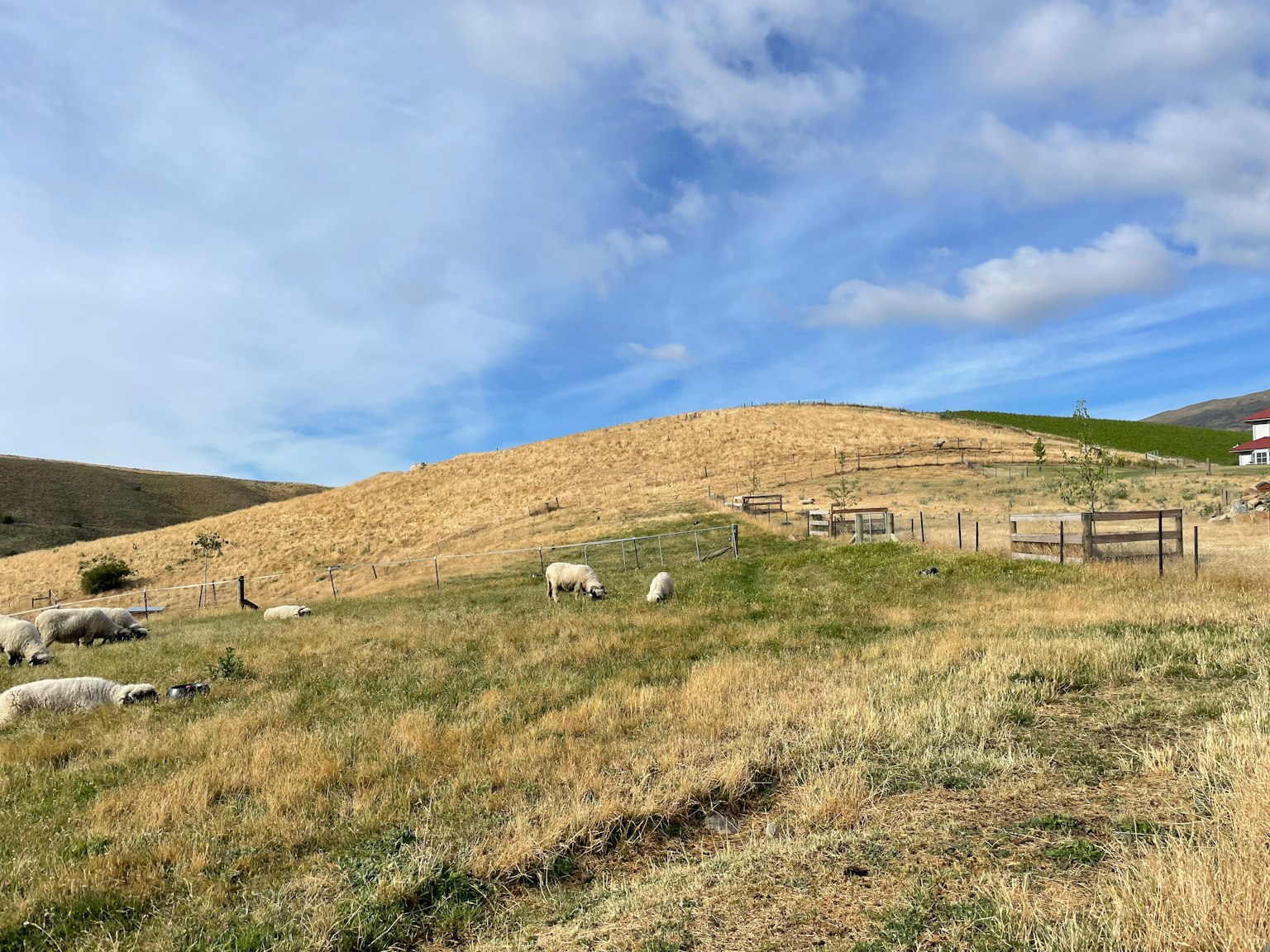 Un paisaje de colina con ovejas pastando en la hierba