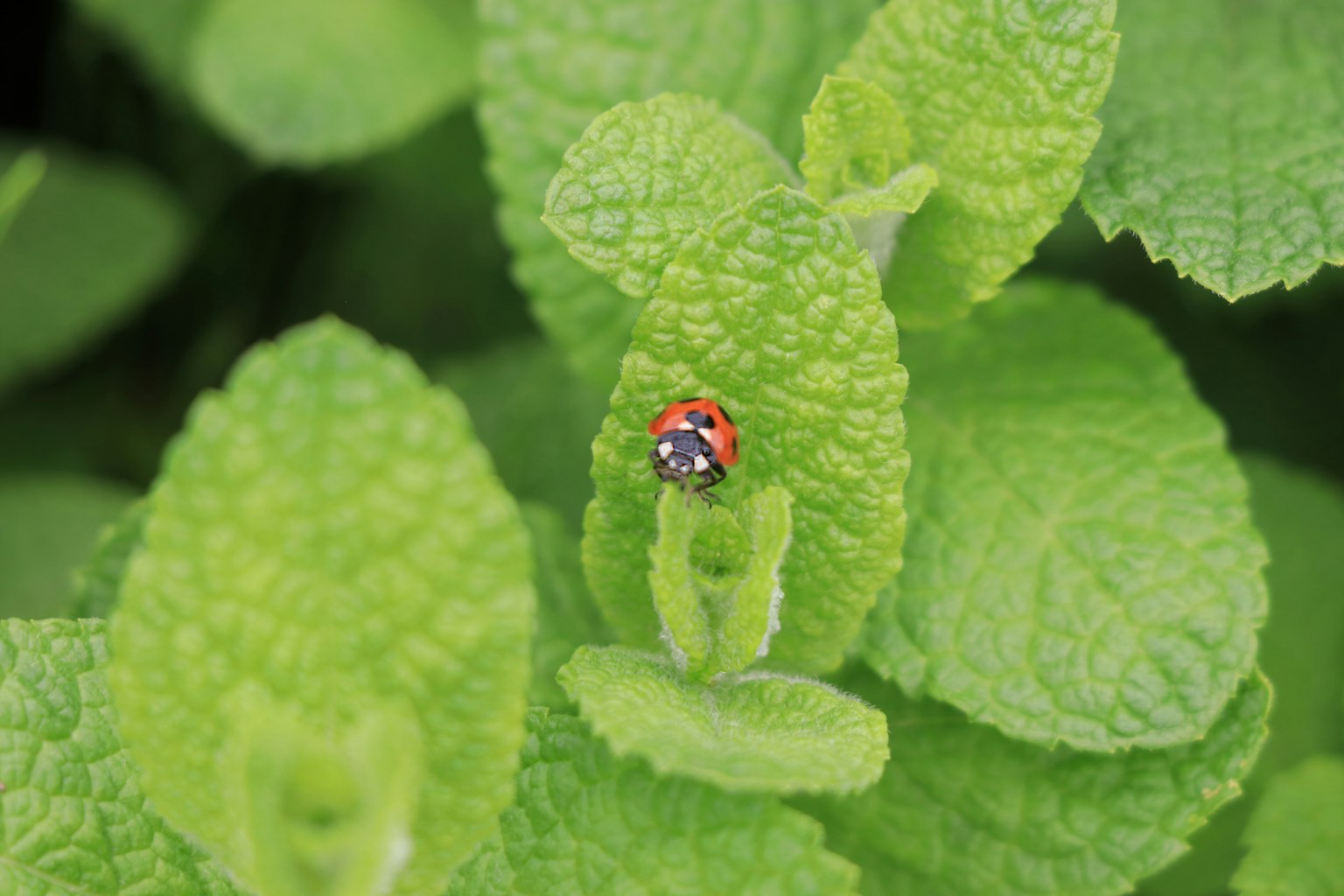 A ladybug resting on vibrant green leaves