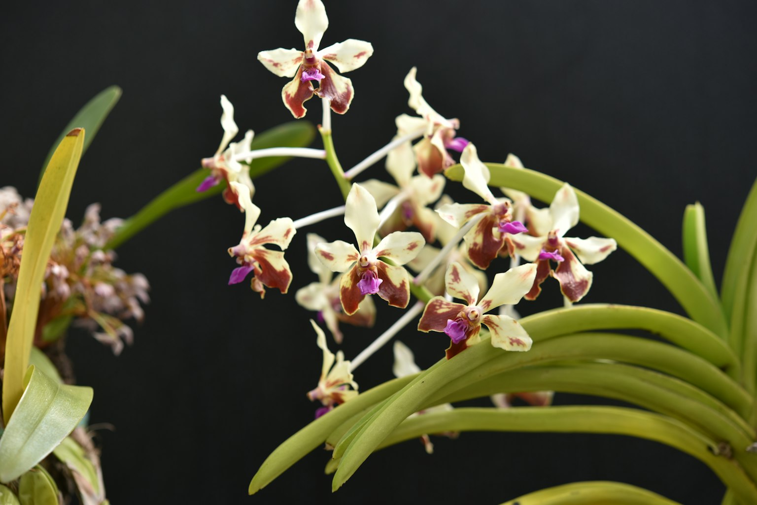 Close-up anggrek dengan bunga putih dan ungu yang indah