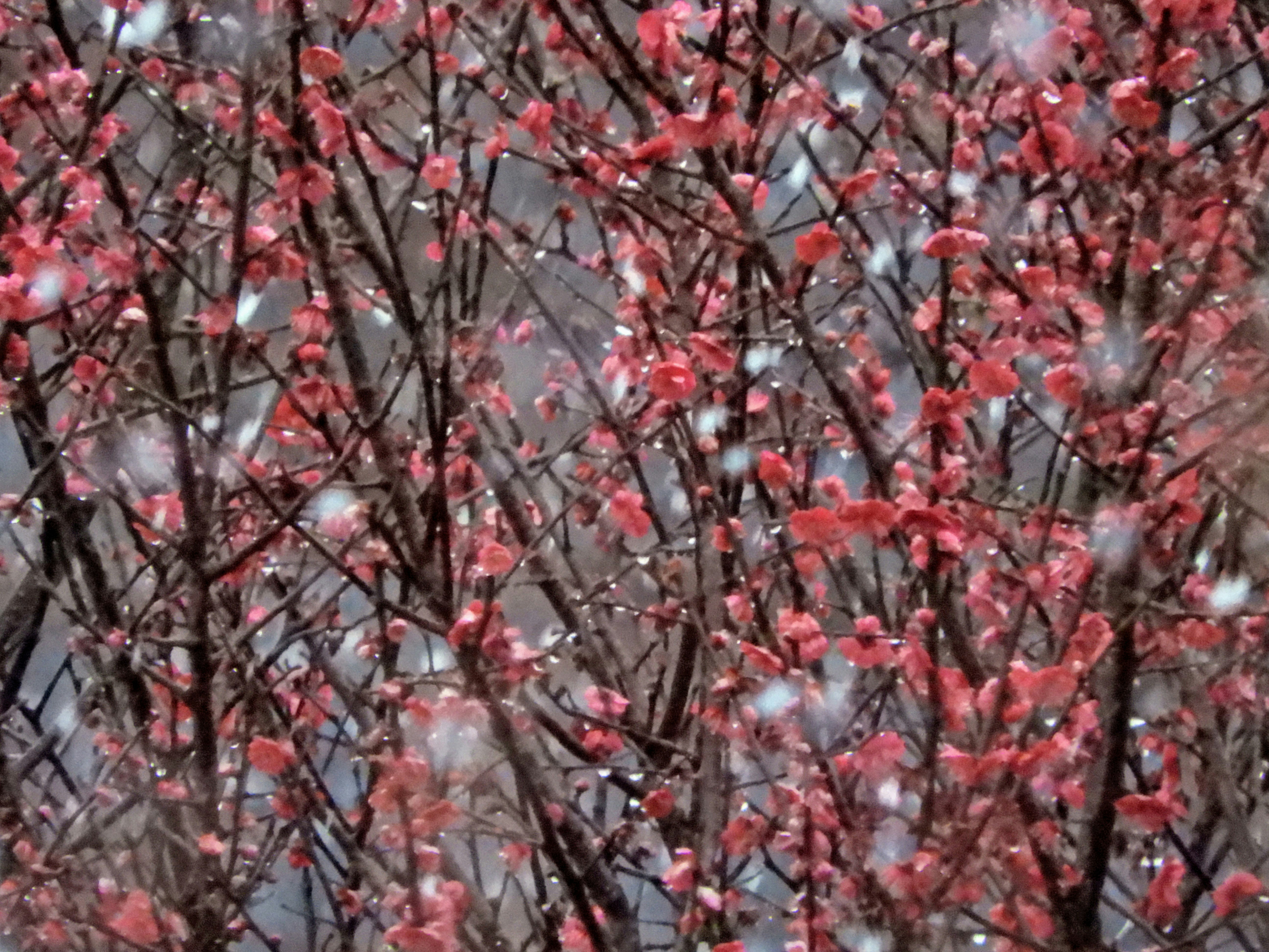 ramas con flores de ciruelo rojo con polvo blanco como nieve