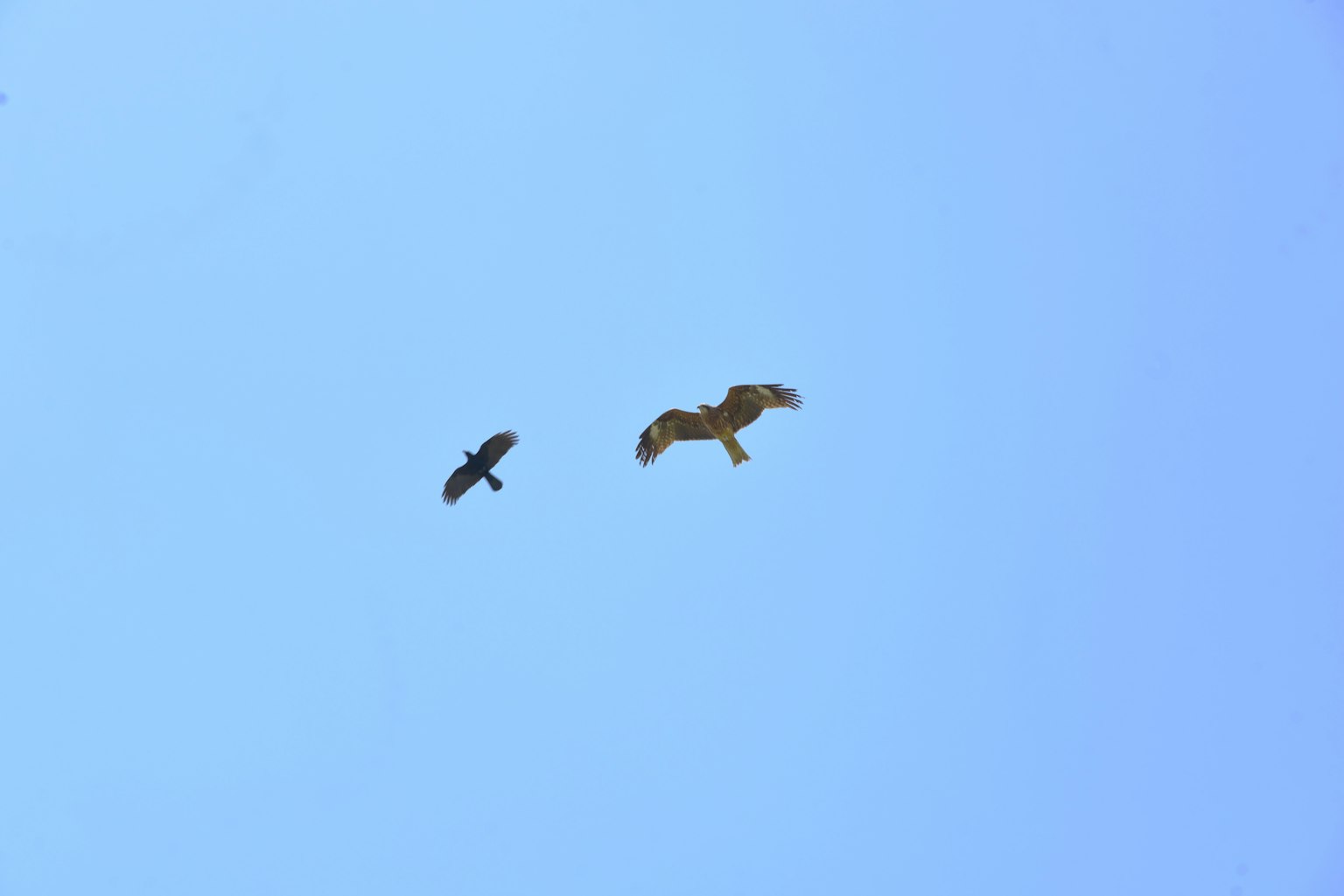 Silhouette di due uccelli che volano in un cielo azzurro