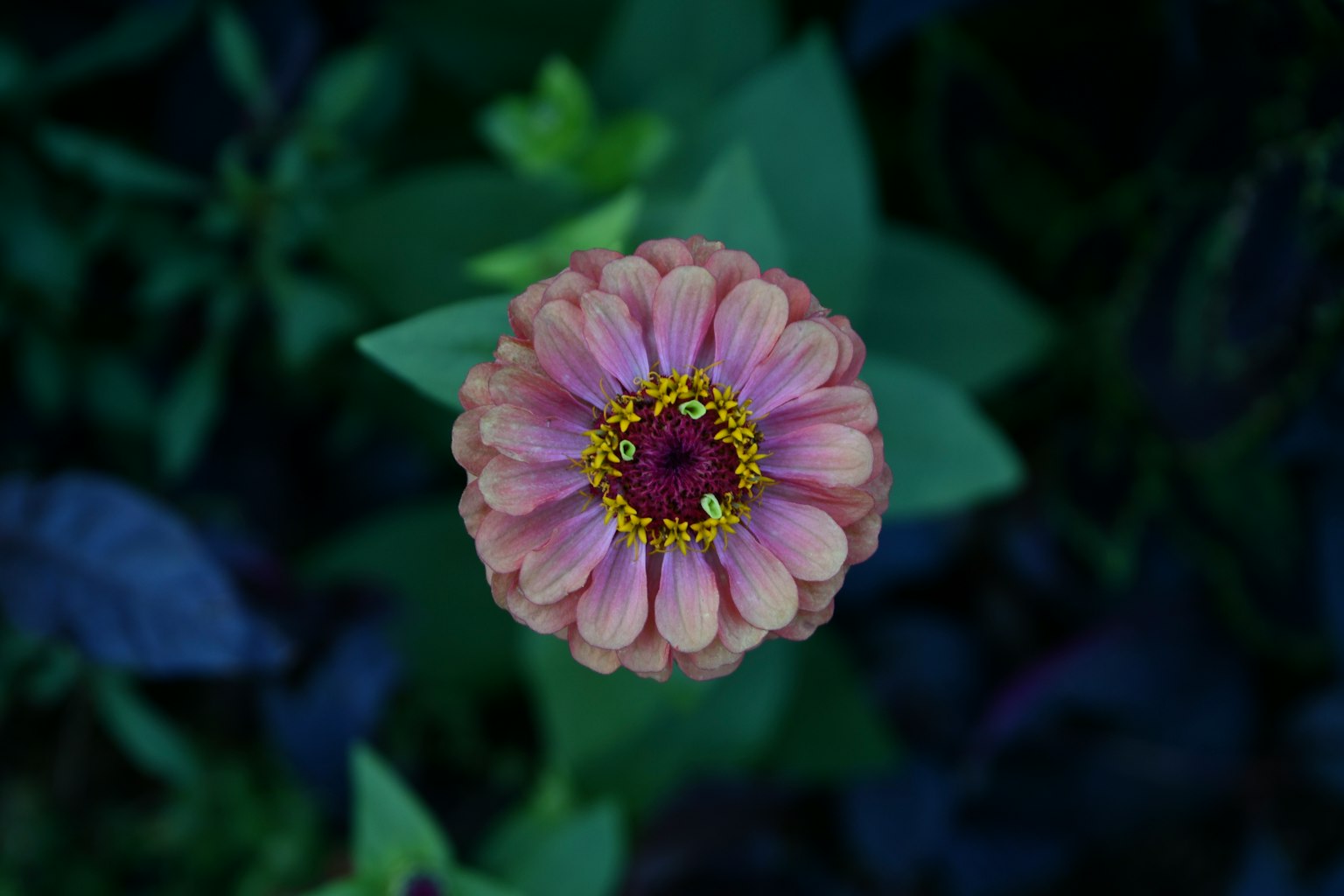 Gros plan d'une fleur rose avec des étamines jaunes entourées de feuilles vertes
