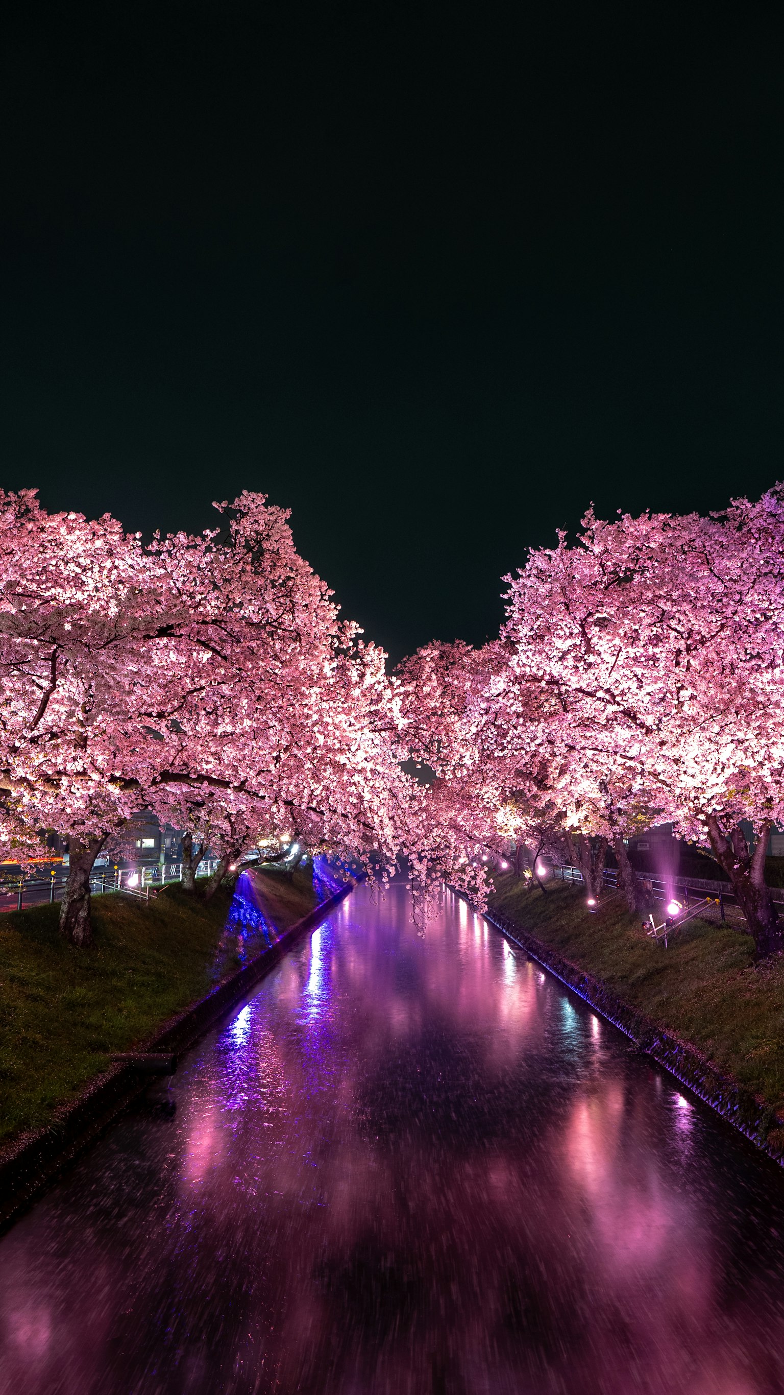 夜晚河边盛开的樱花树美景