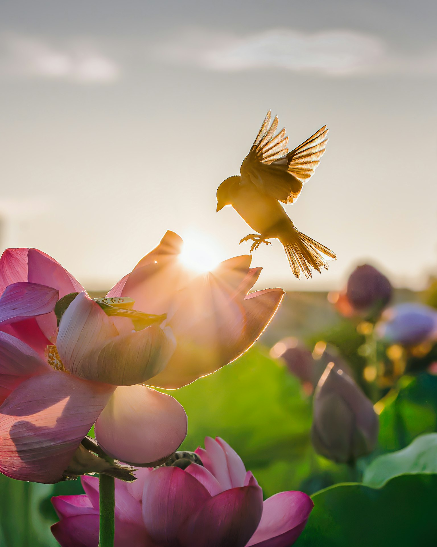 夕日を背景に飛ぶ小鳥と蓮の花