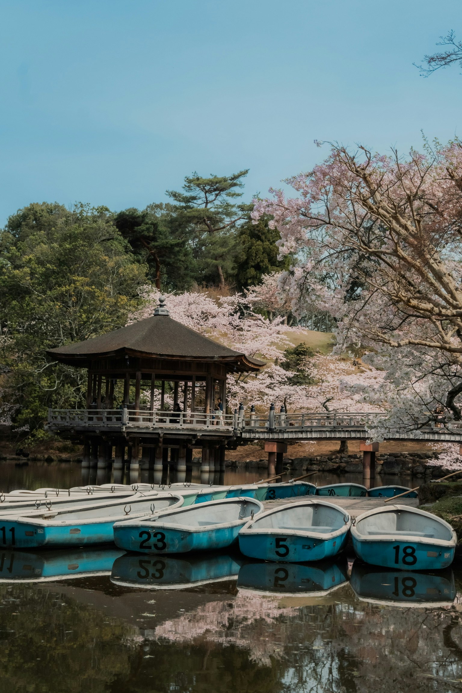 Danau tenang dengan bunga sakura dan perahu biru