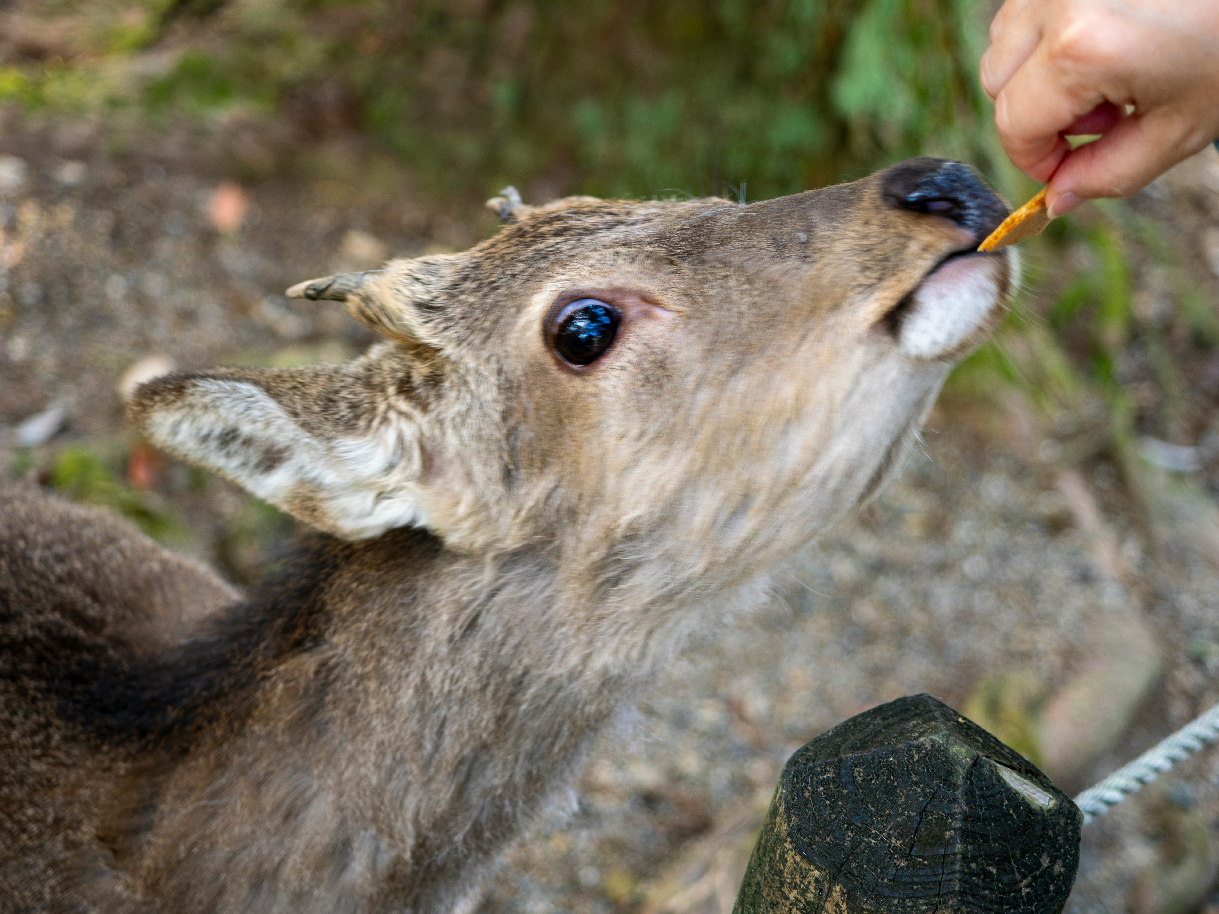 奈良公園で鹿せんべいを食べる野生の鹿のアップ