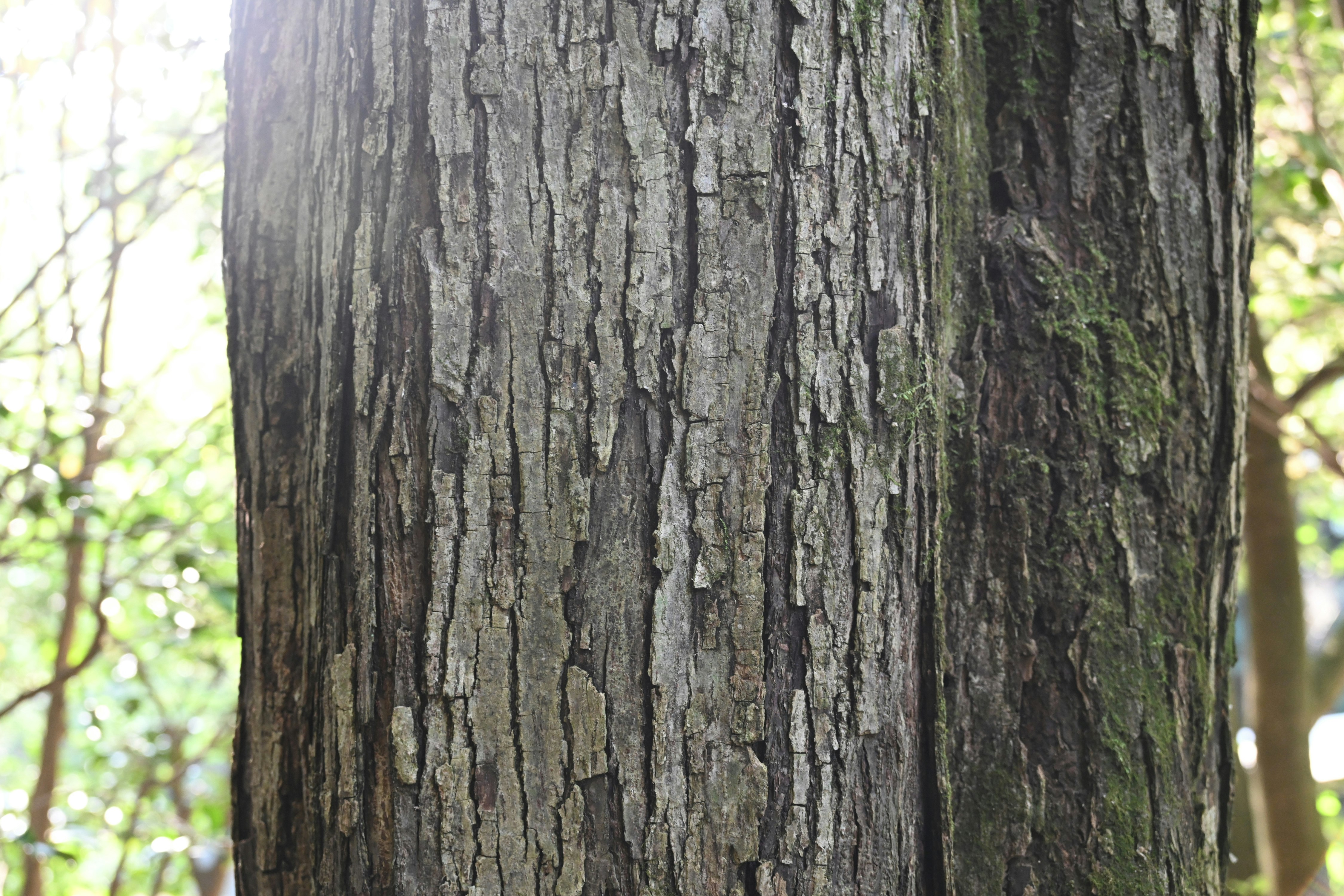 木の幹の樹皮の質感アップ
