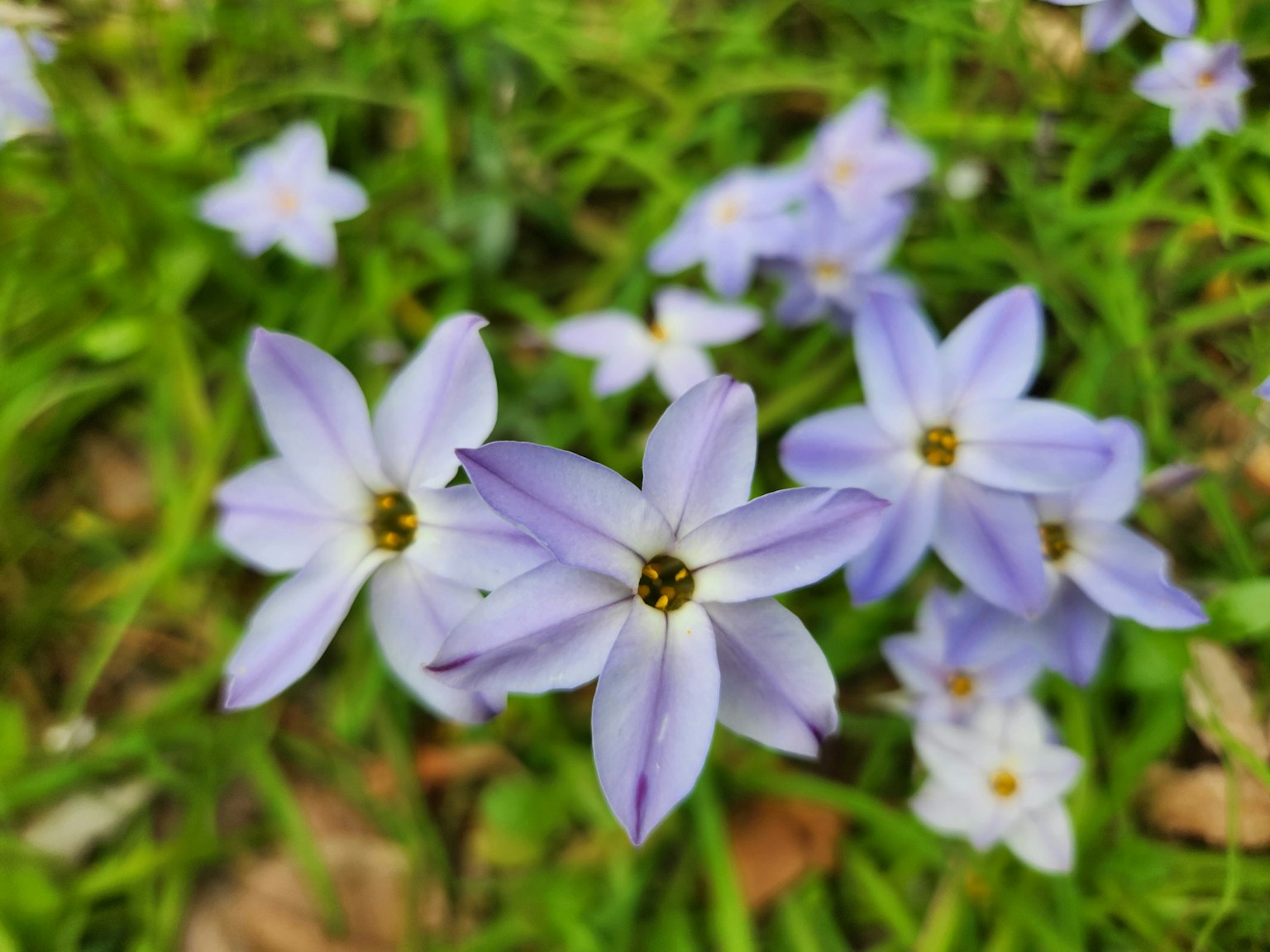 Image of light purple flowers blooming among green grass