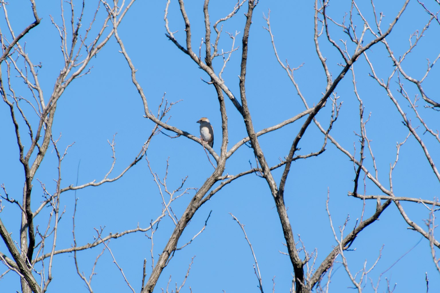 Un pequeño pájaro posado en ramas desnudas contra un cielo azul