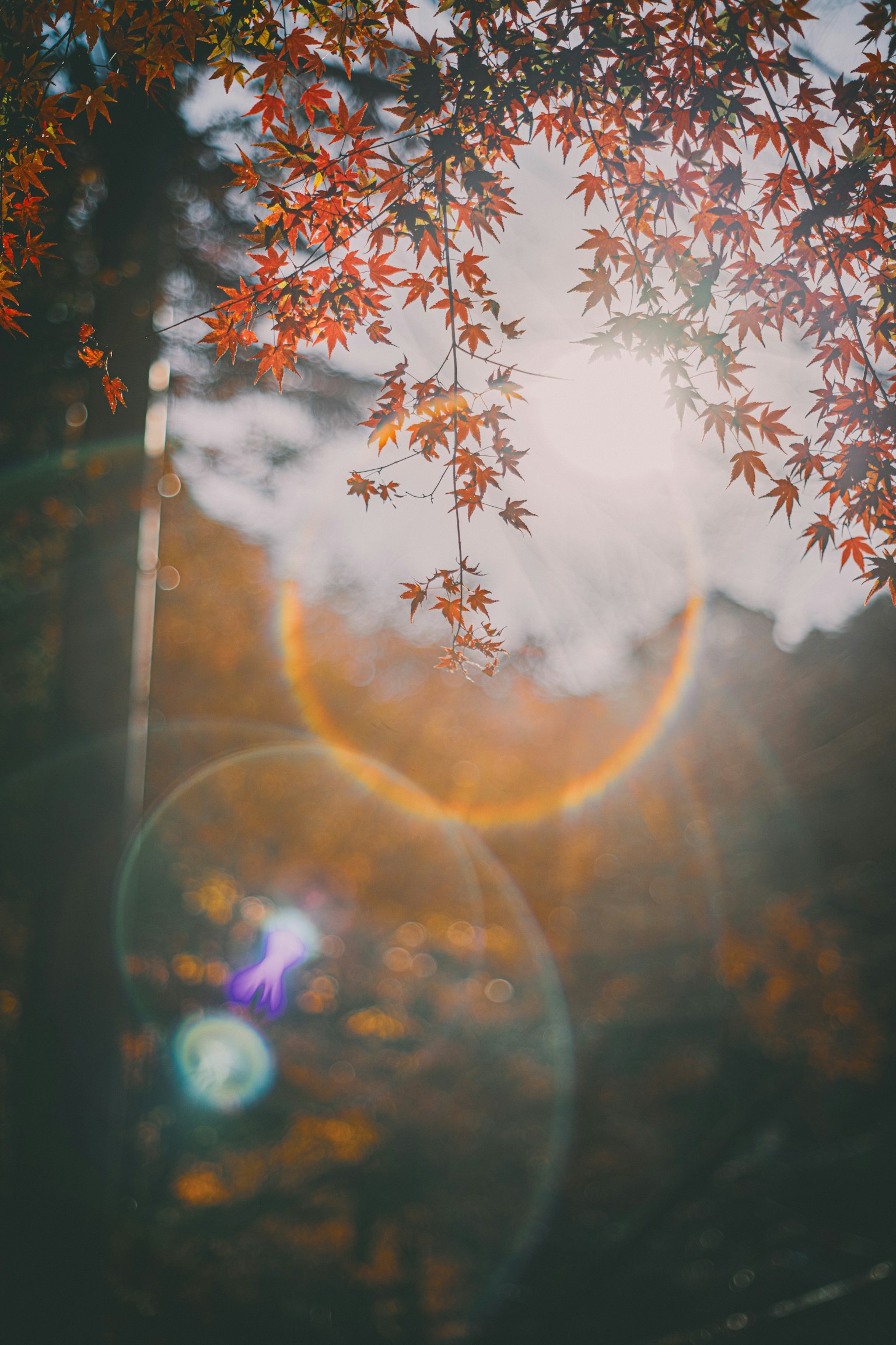 秋の紅葉が輝く木の葉と柔らかな光の効果