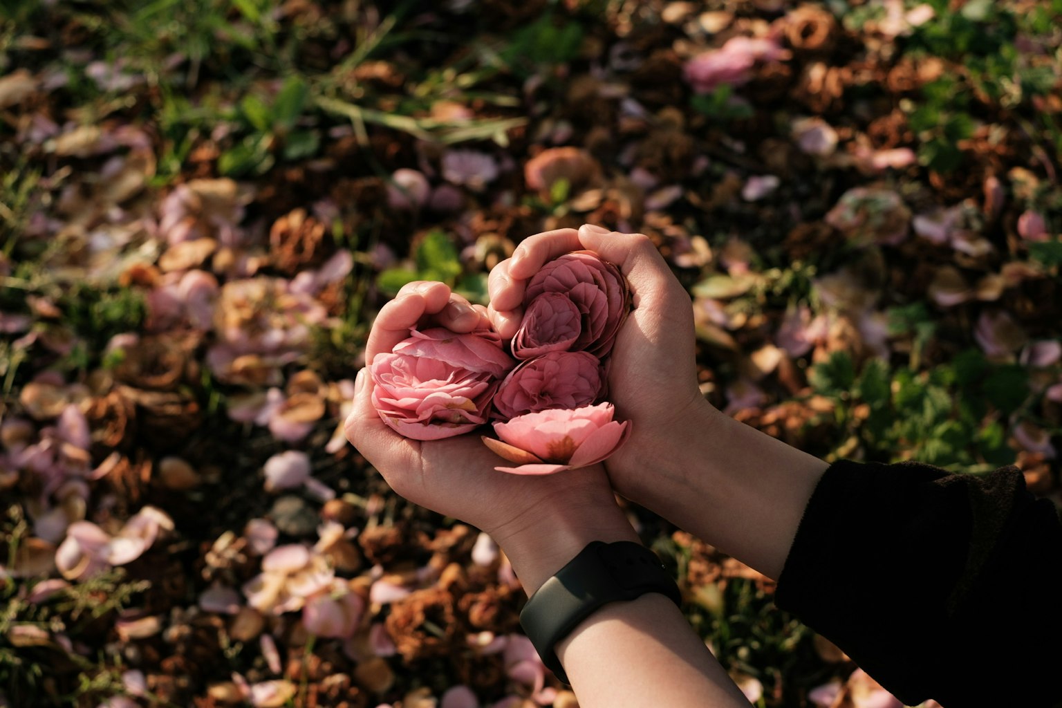 手捧粉色花朵成心形，背景是花瓣