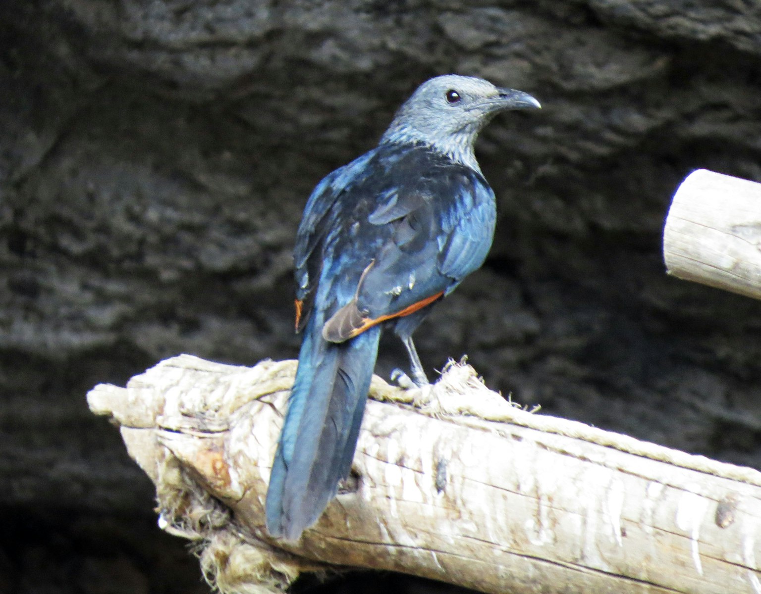 Seekor burung dengan bulu kebiruan bertengger di dahan