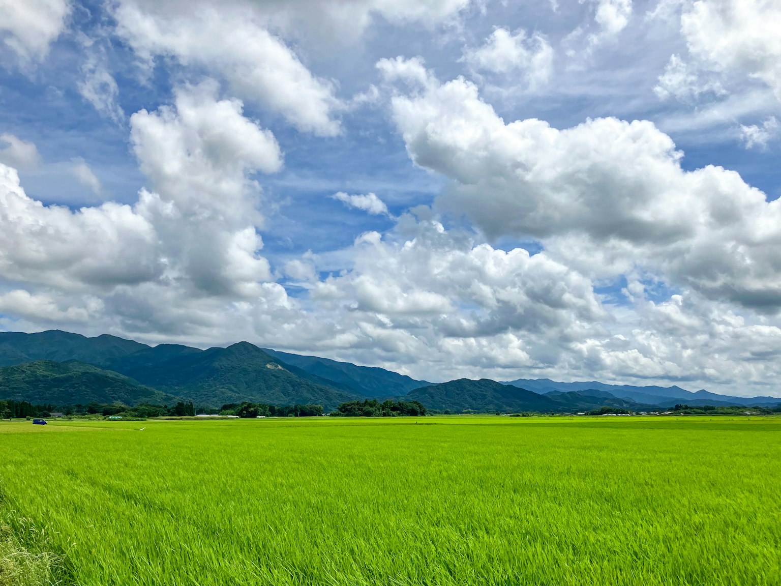 Champ de riz vert vif sous un ciel bleu clair avec des nuages blancs duveteux