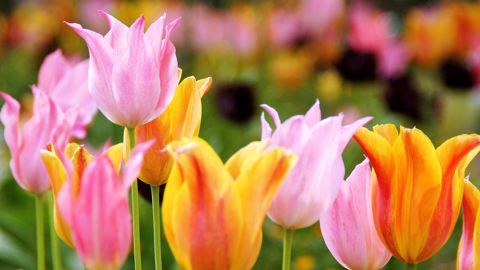 Những bông hoa tulip nhiều màu sắc nở trong một khu vườn rực rỡ