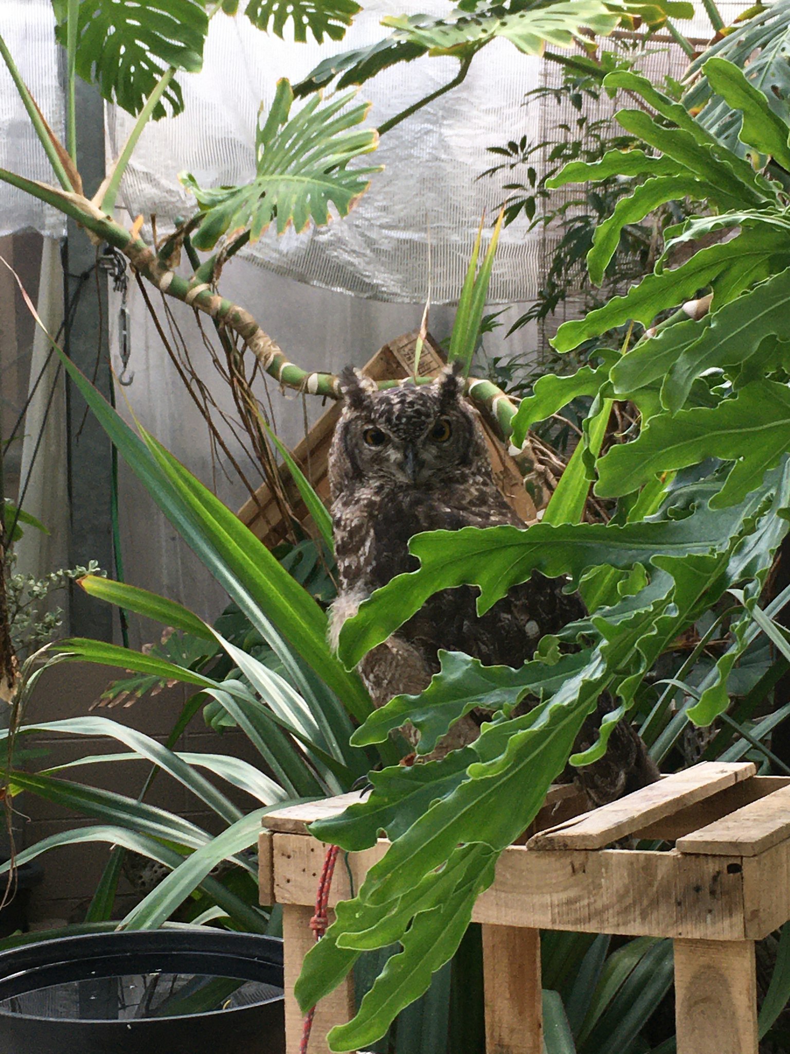 An owl perched among lush green plants
