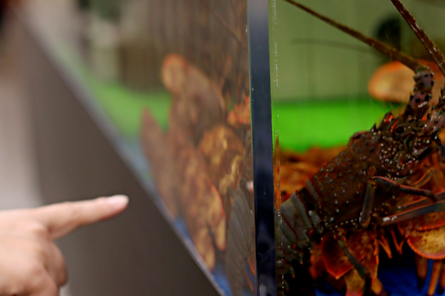A lobster in an aquarium with a hand pointing at it