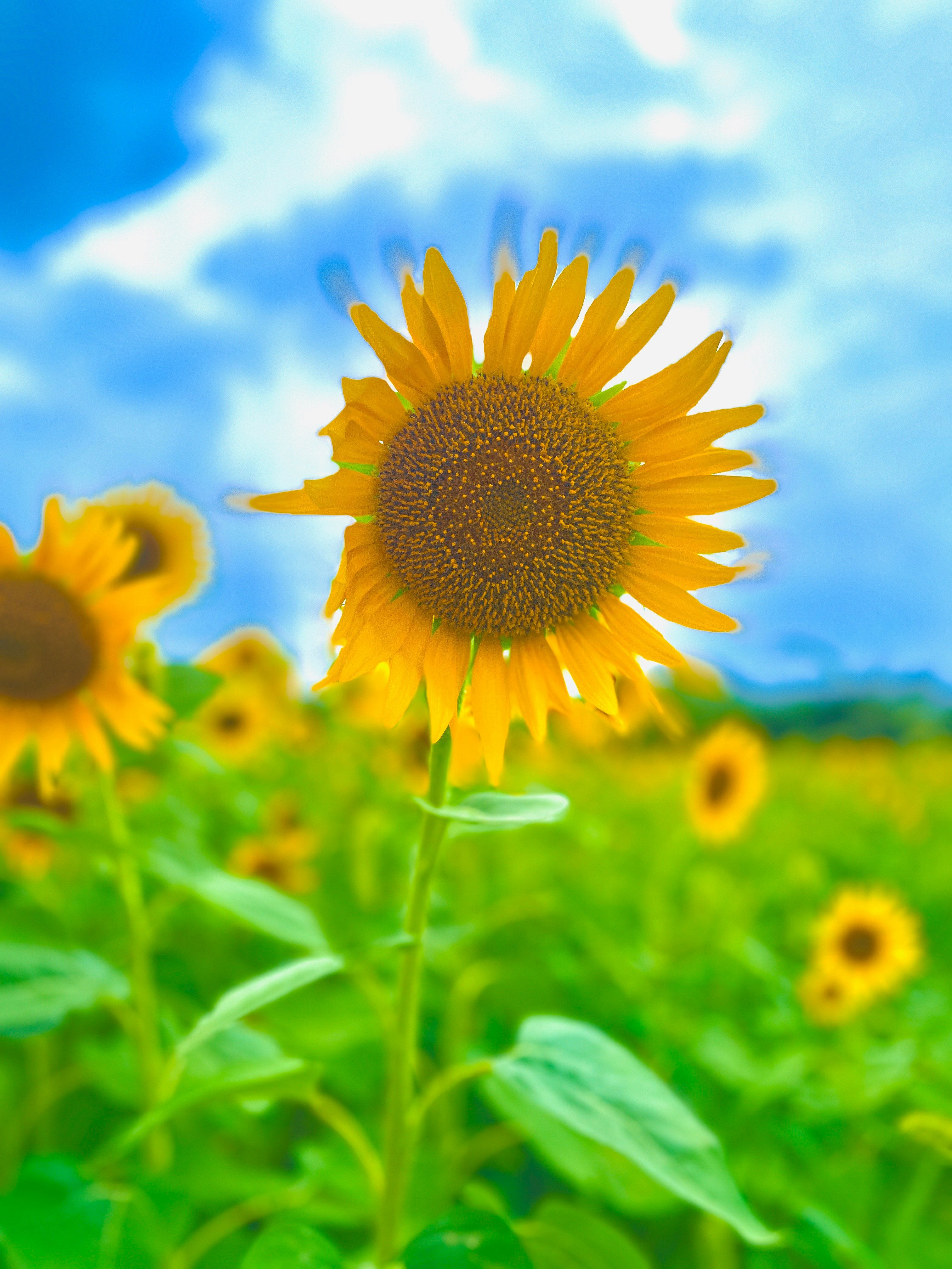 青空の下で咲くヒマワリの花畑の一輪