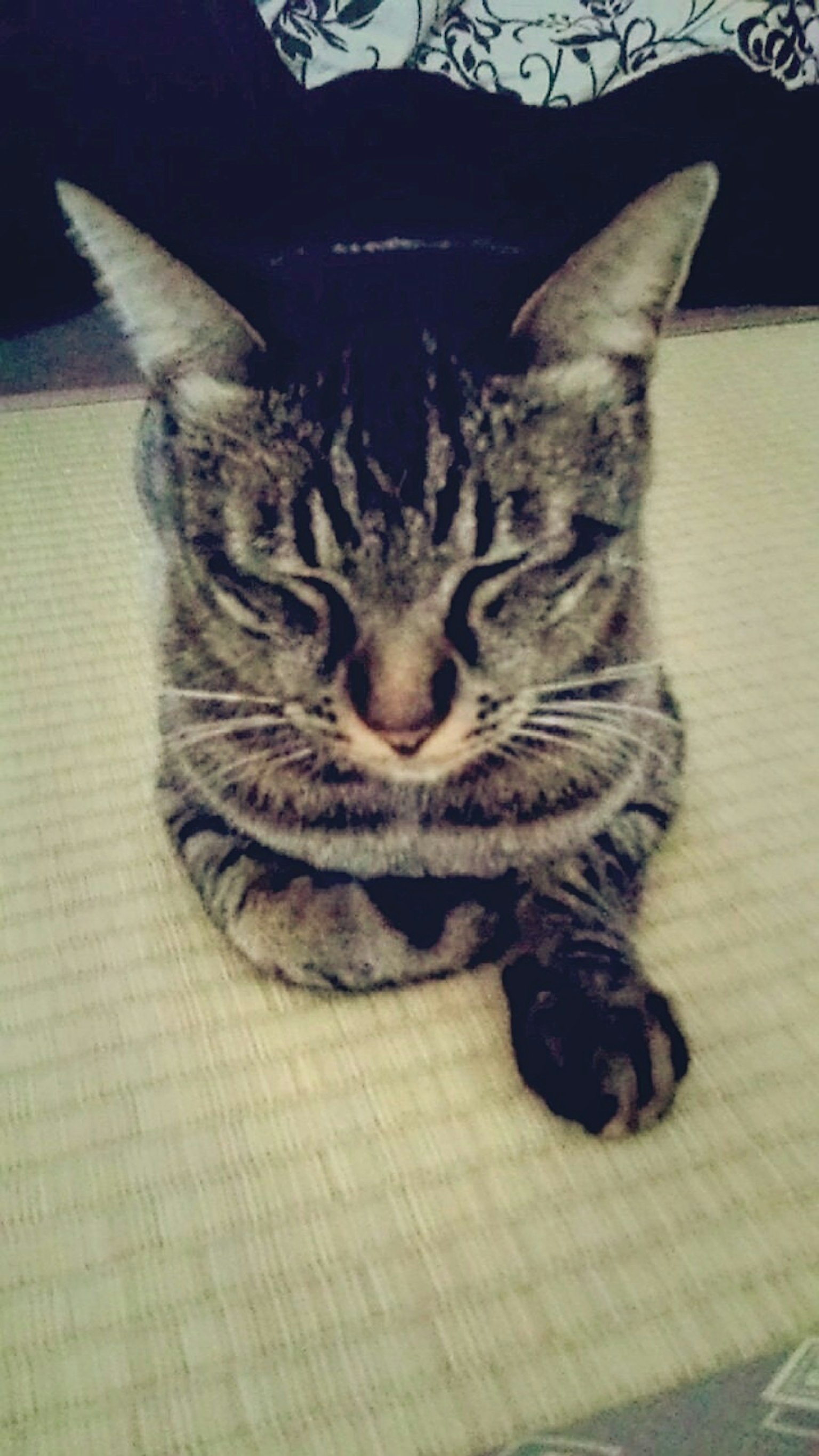 一只在榻榻米上休息的猫