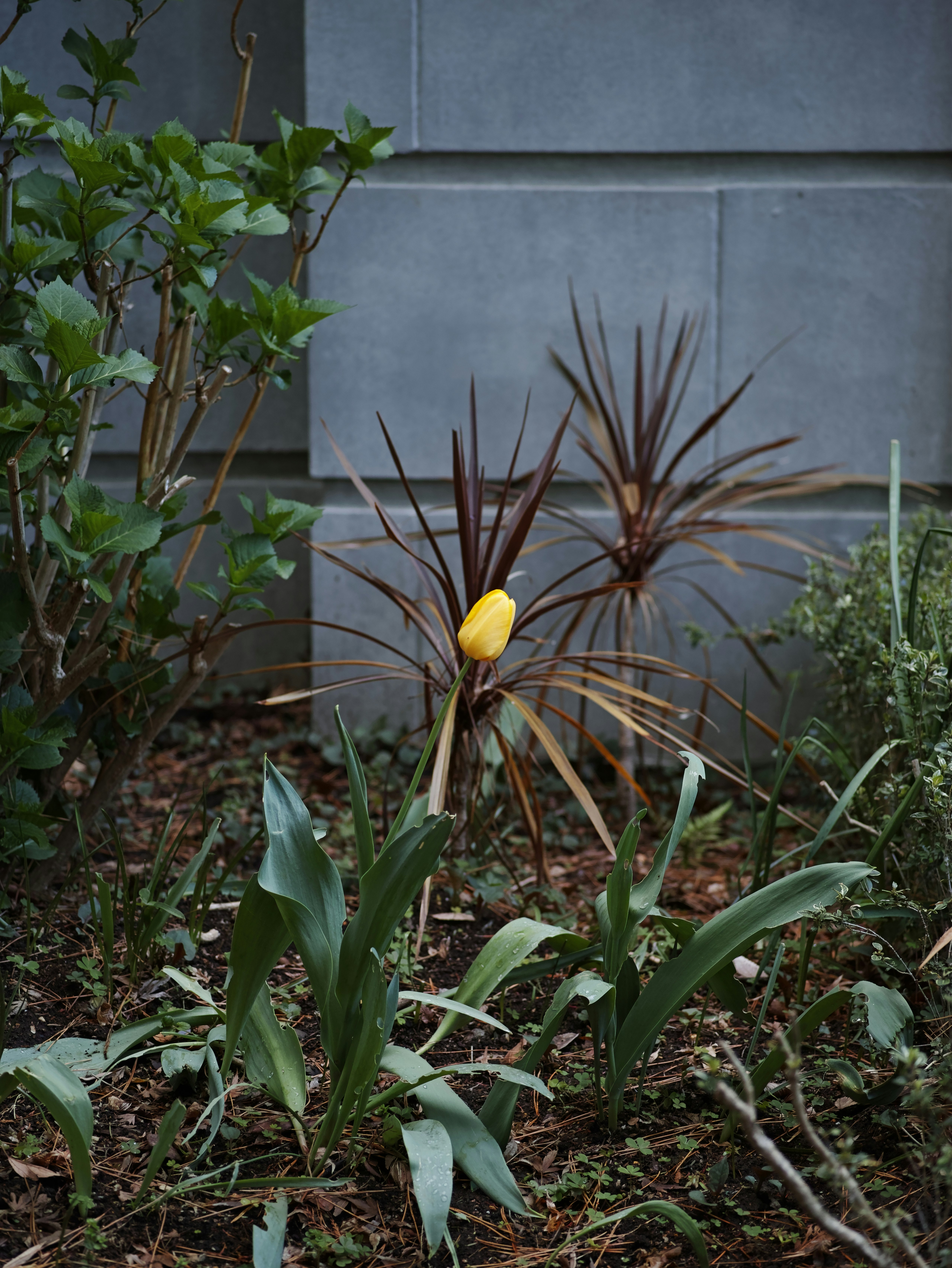 Garden flowerbed with sprouting plants and a tulip-like bloom