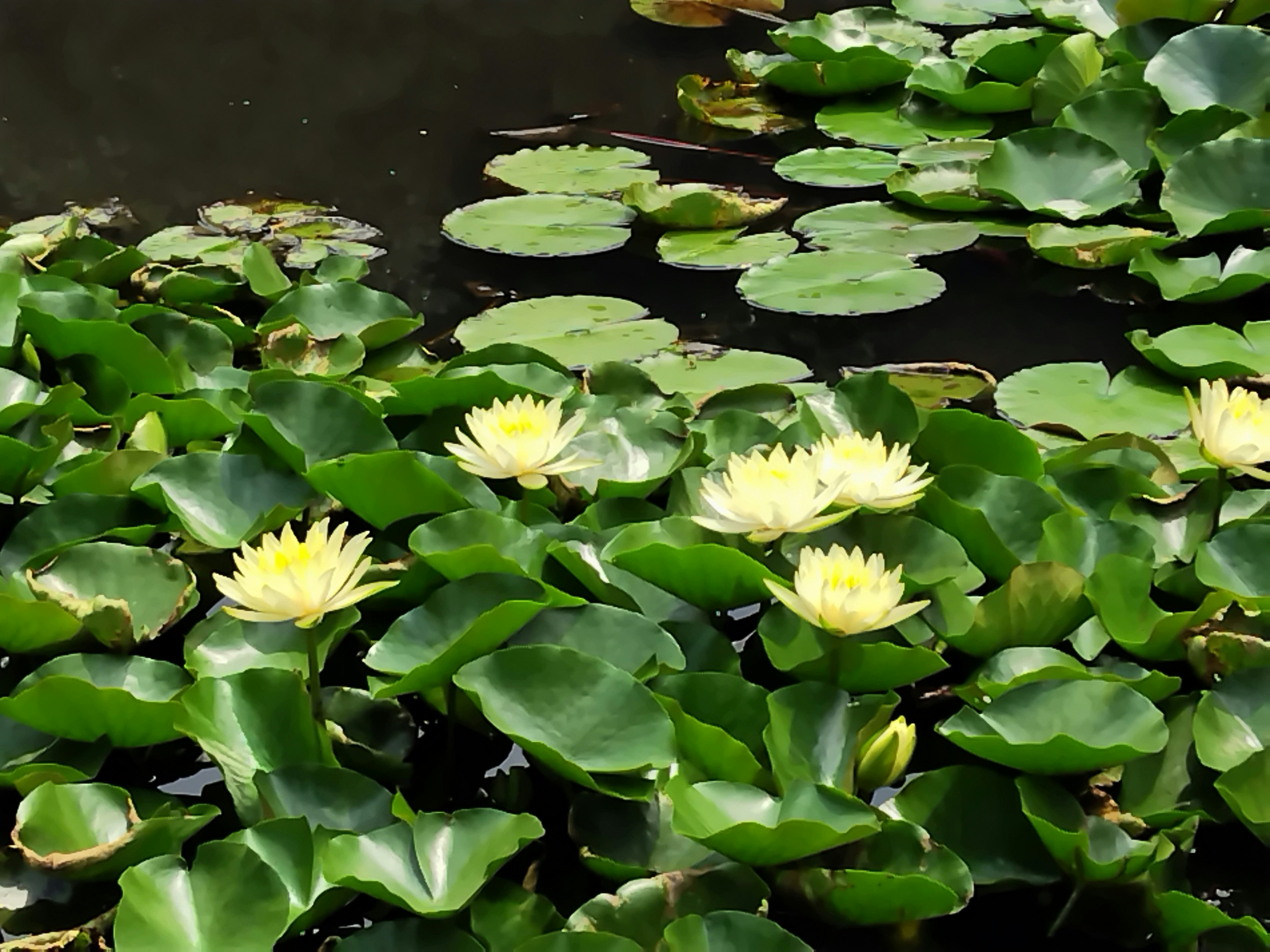 水面に浮かぶ白い睡蓮の花と葉