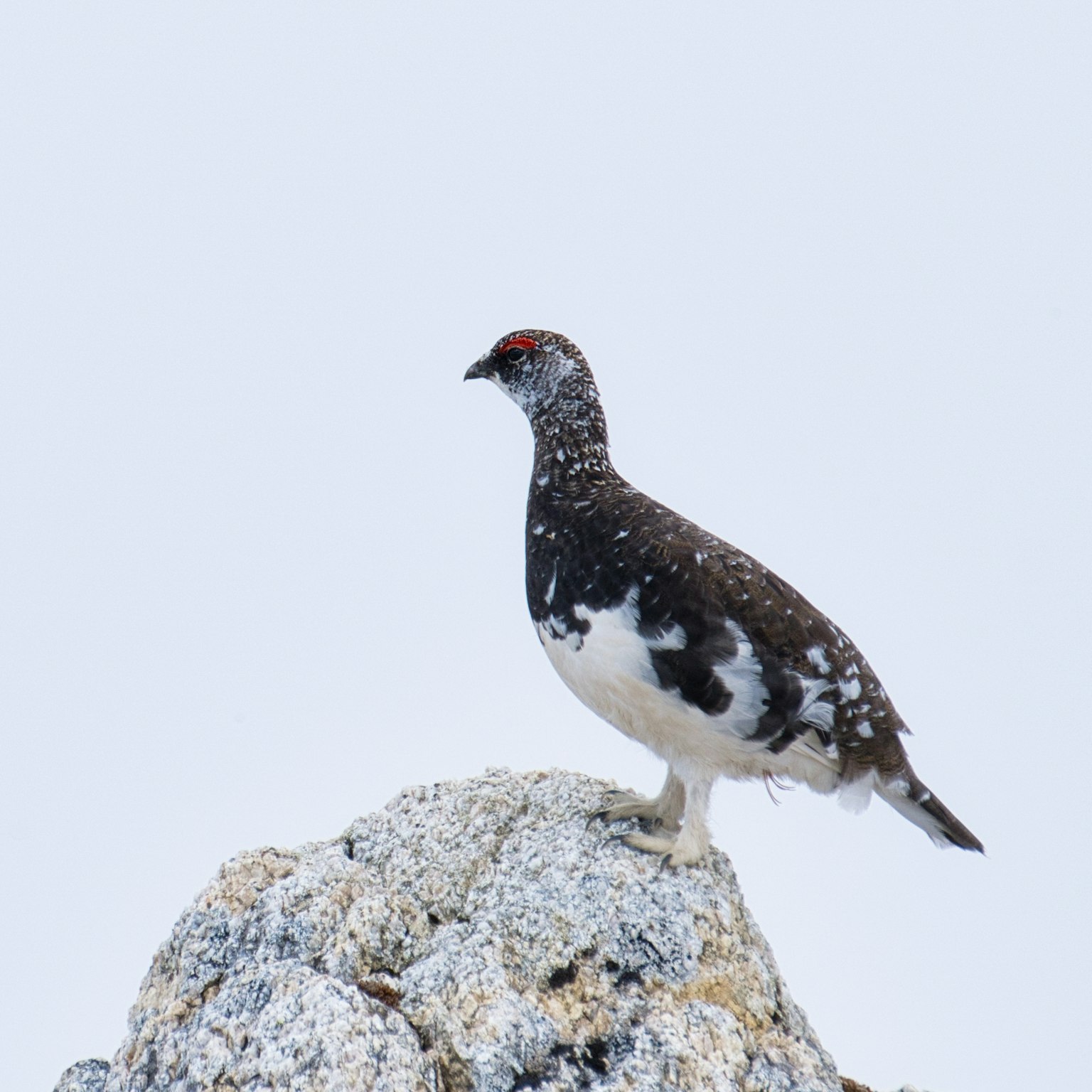 Ptarmigan standing on a snowy rock