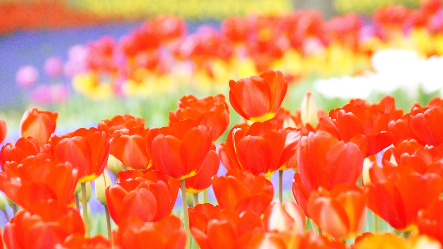 Tulipes rouges vibrantes fleurissant dans un champ de fleurs